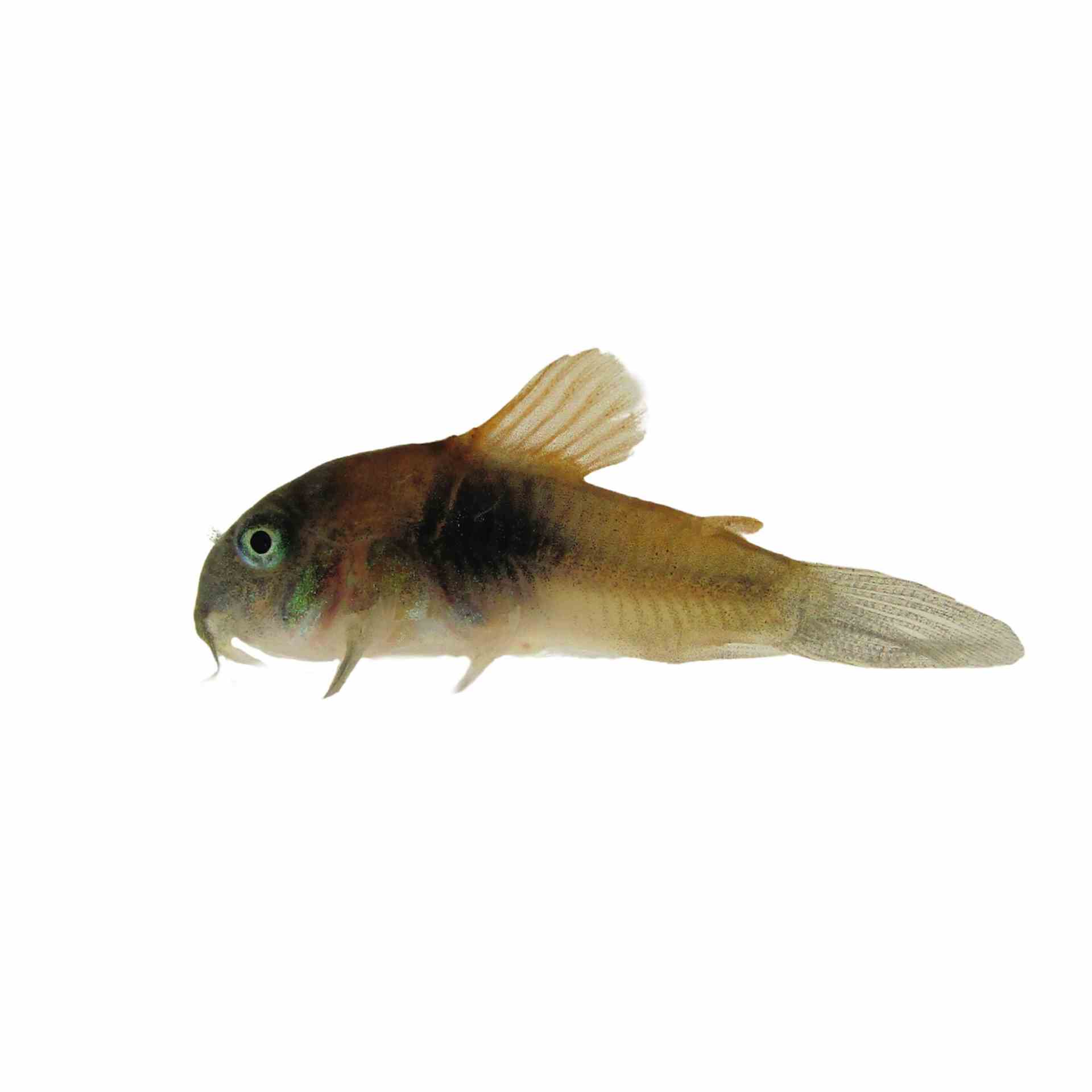 Corydoras Venezuelanus Orange (3.5cm)