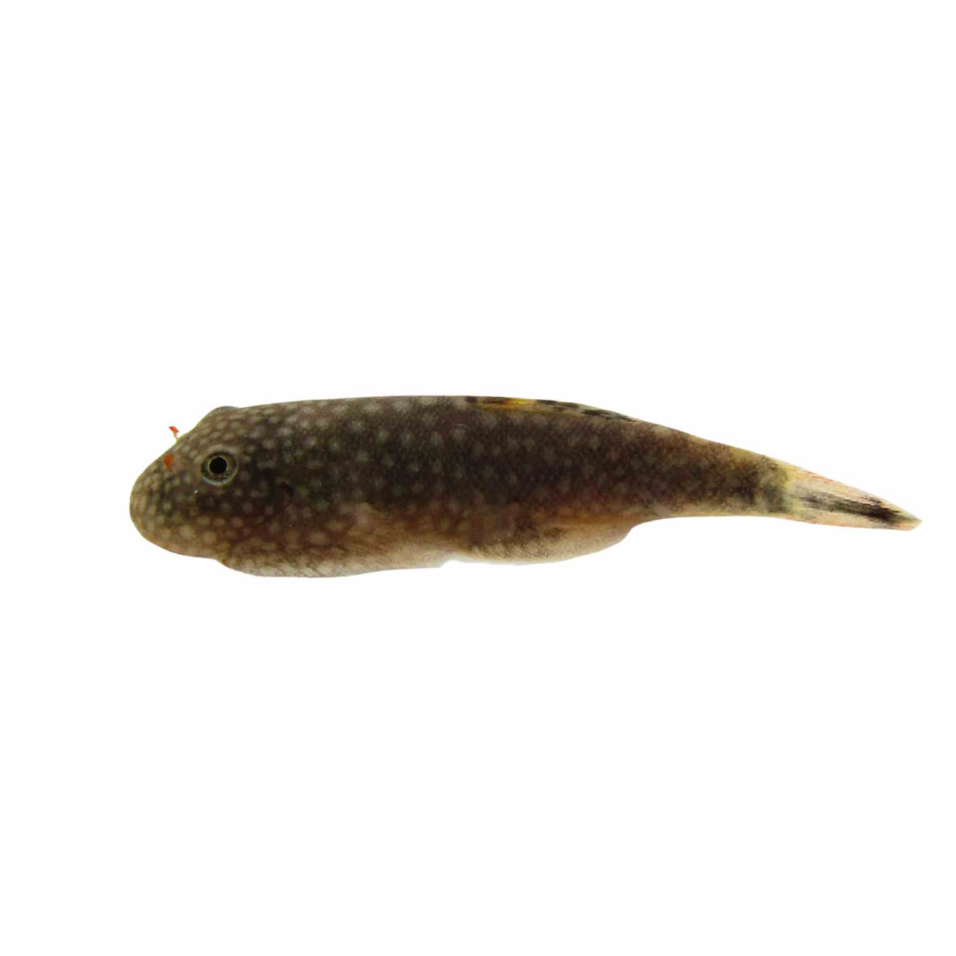 Borneo Sucker (3cm)