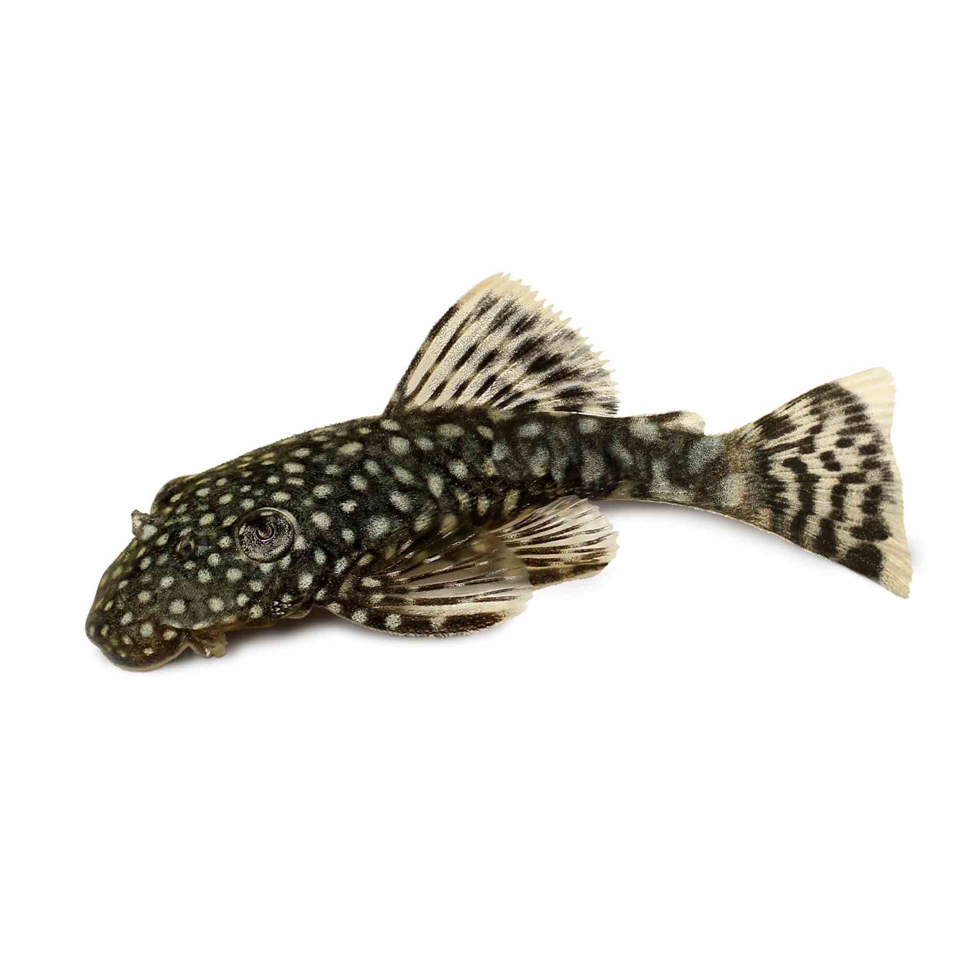 Bristlenose Catfish (12cm)