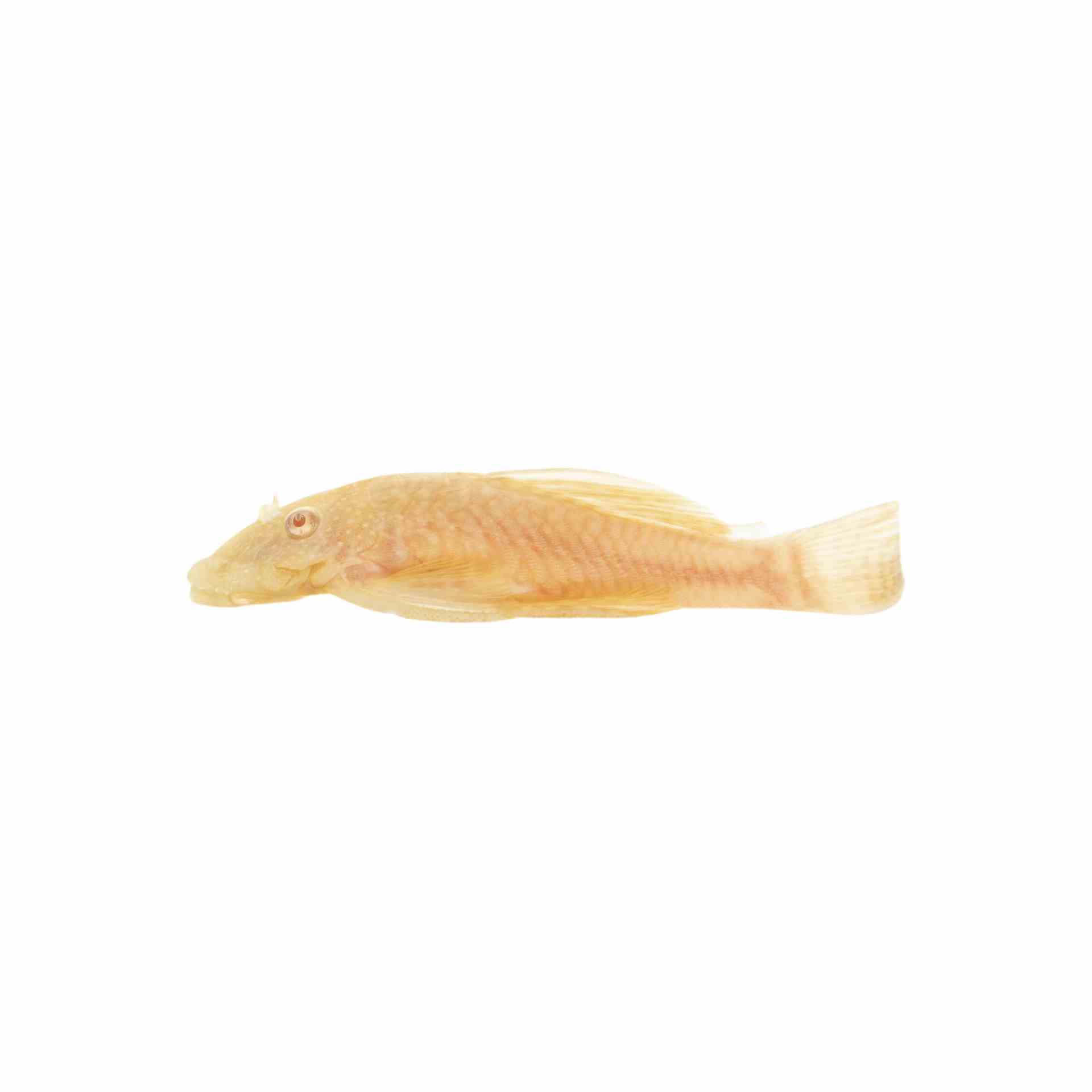 Albino Bristlenose Catfish (3cm)