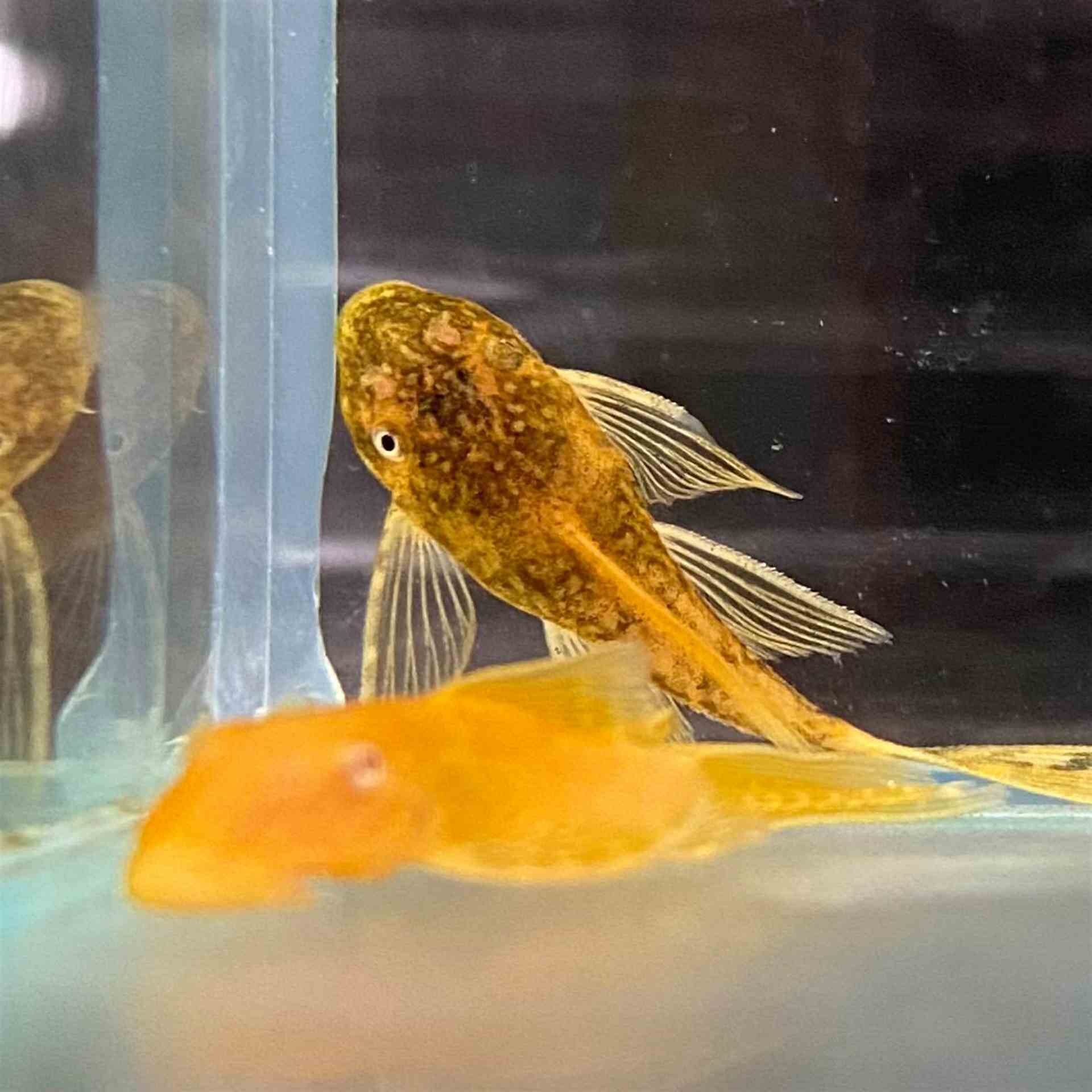 Assorted L/fin Bristlenose Catfish (3.5cm)