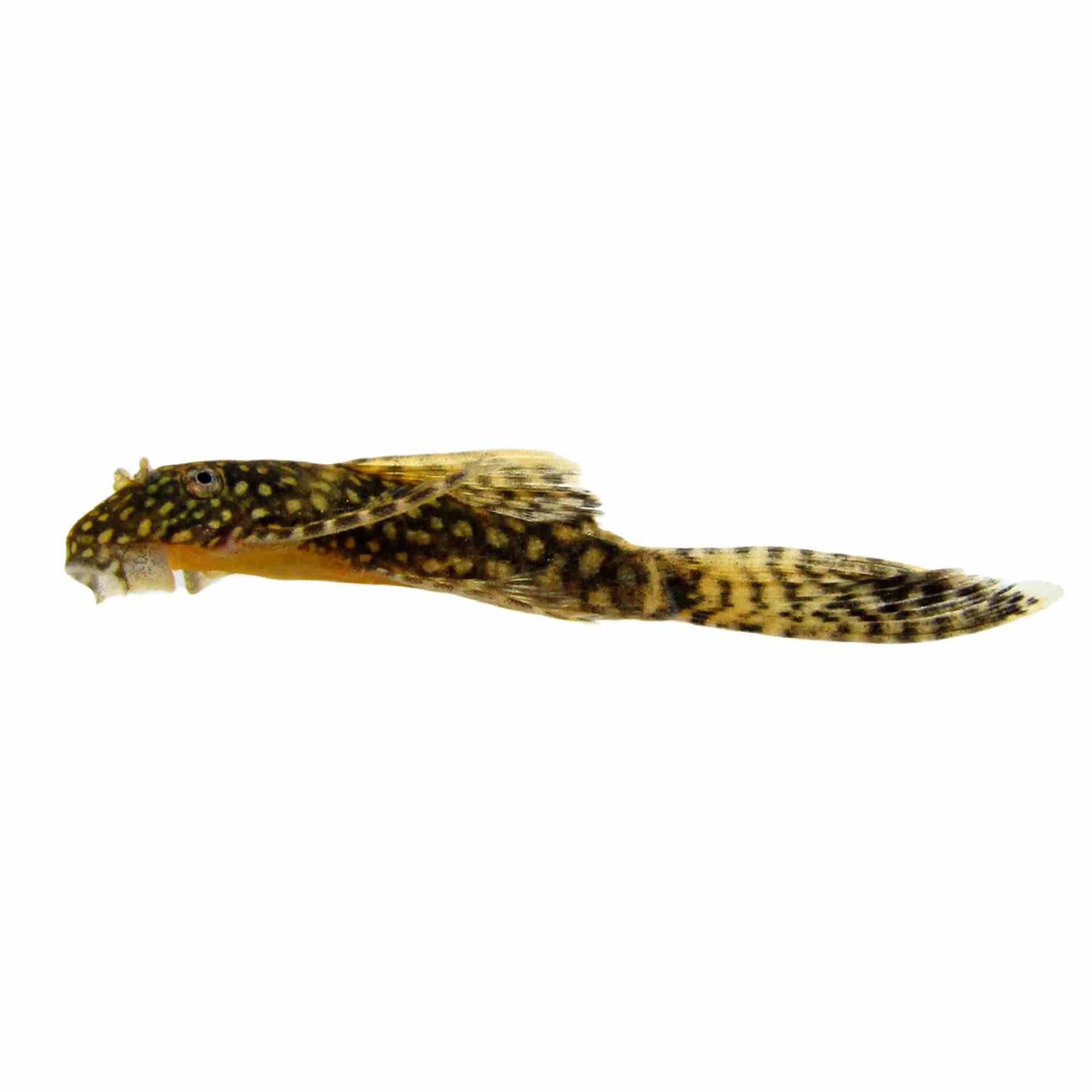 L/fin Bristlenose Catfish (3.5cm)