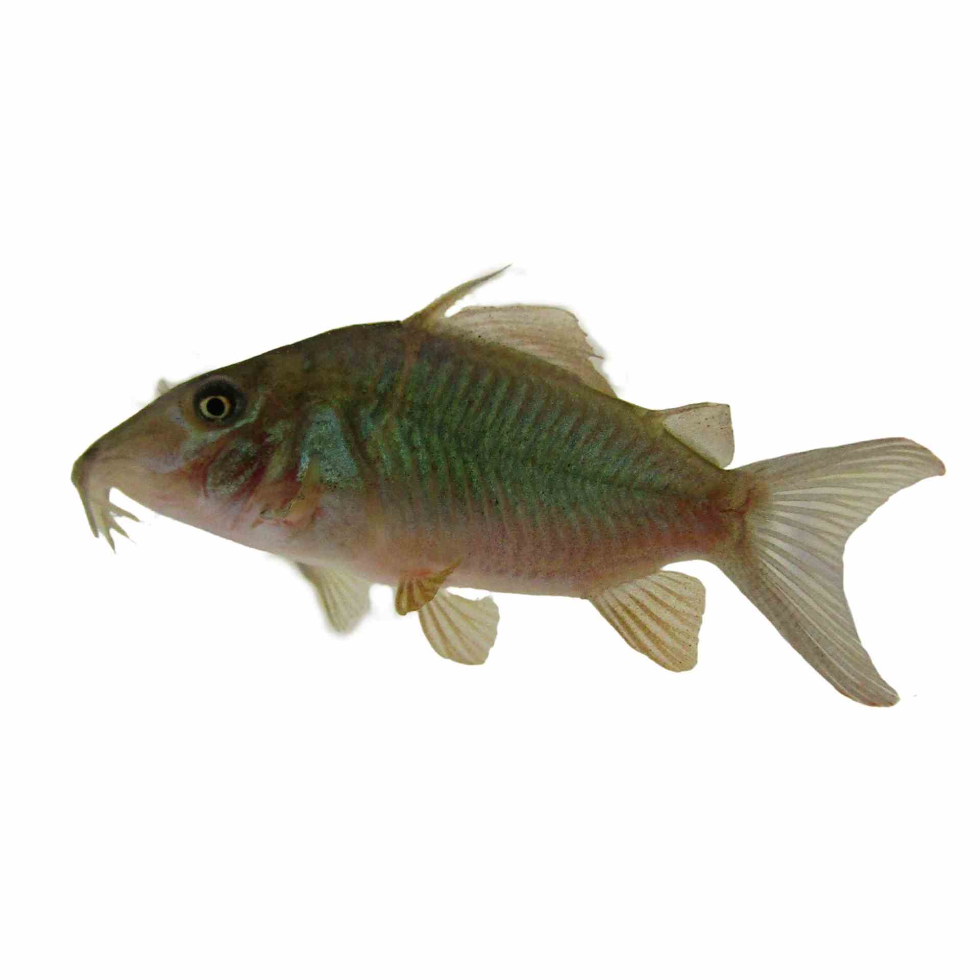 Brochis / Emerald Catfish (3.5cm)