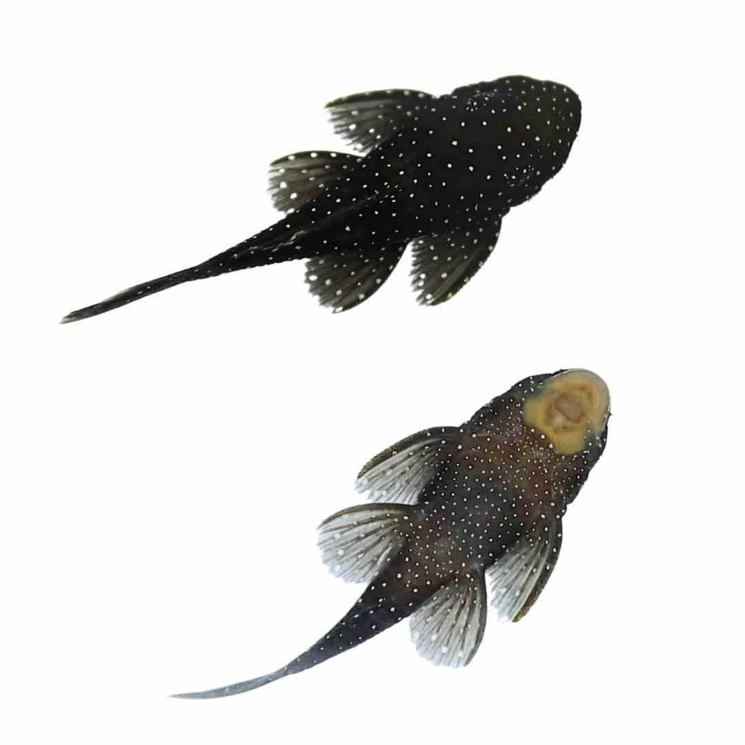 Peppermint Bristlenose (l071) (5cm)