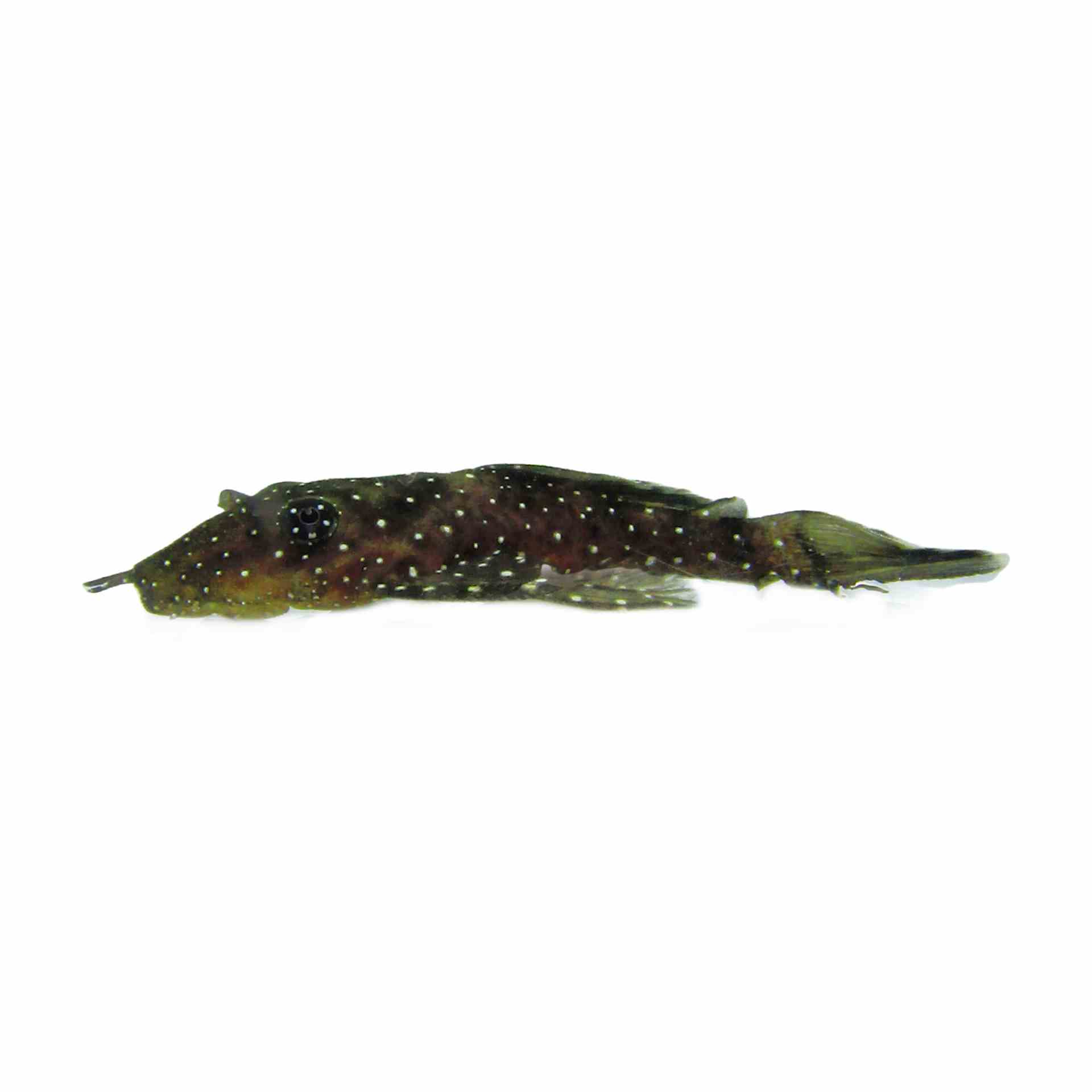 Peppermint Bristlenose (l071) (4cm)