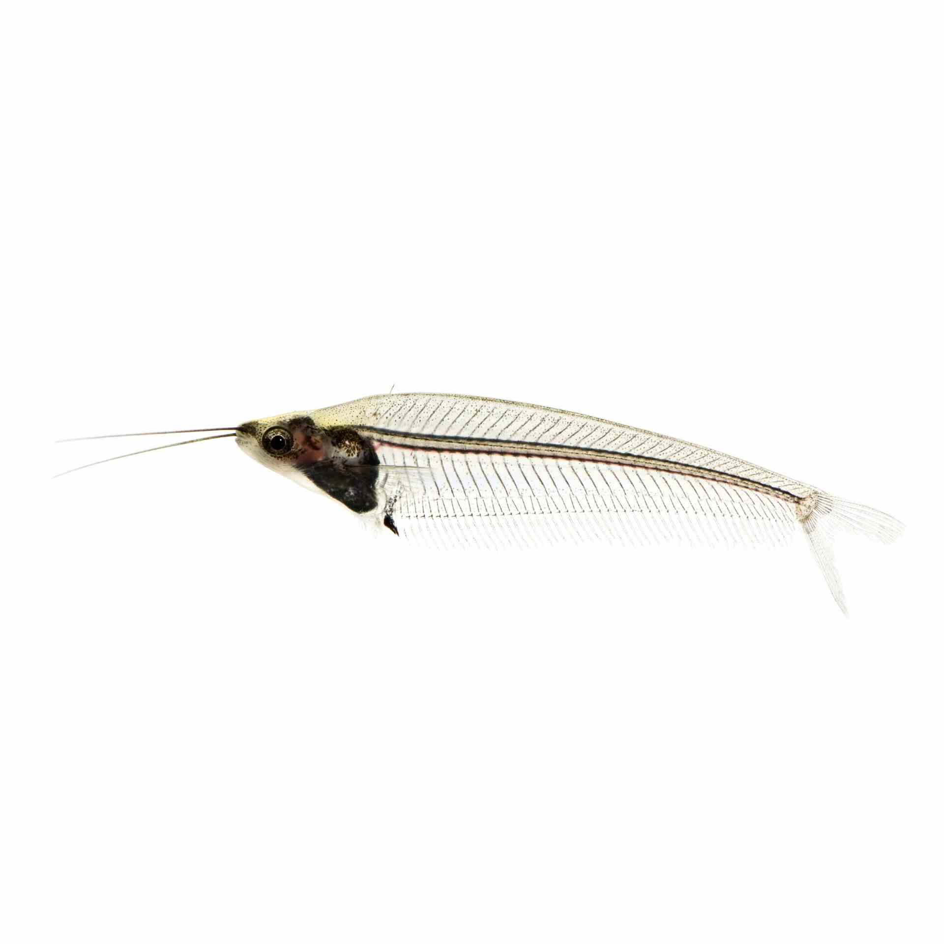 Phantom Glass Catfish (5cm)