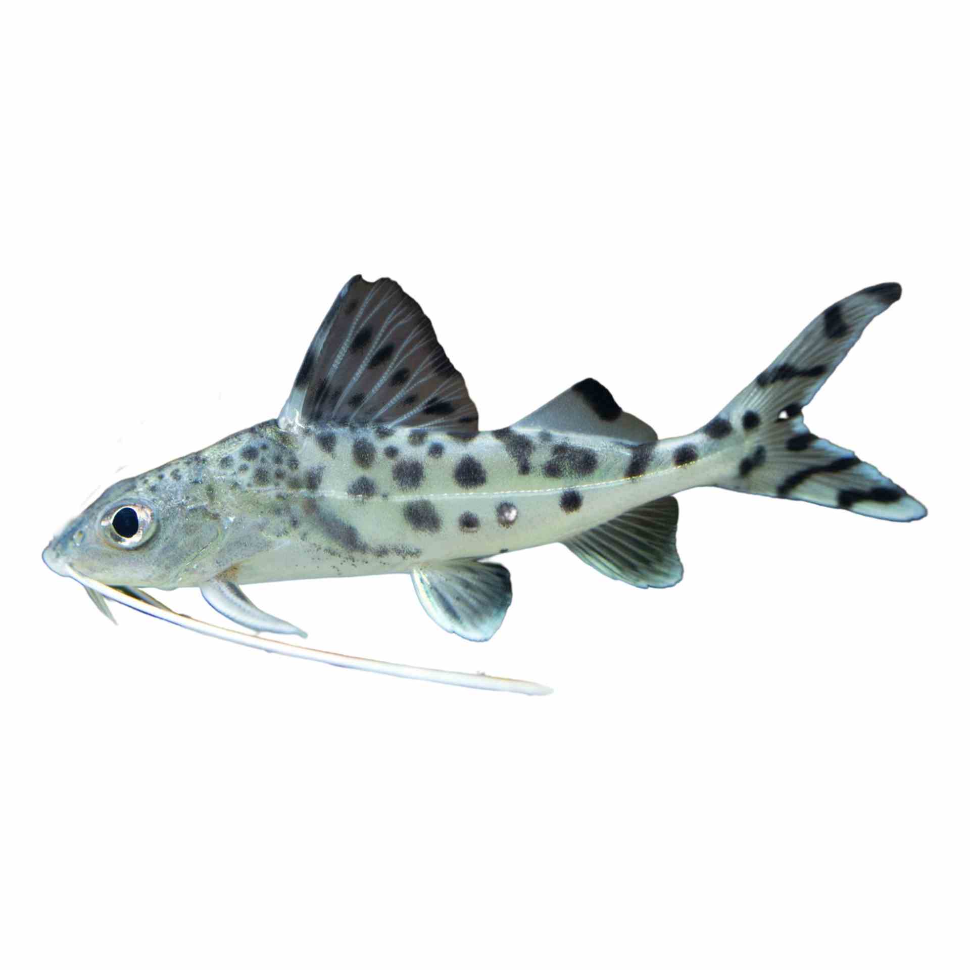 Pictus Catfish (5cm)