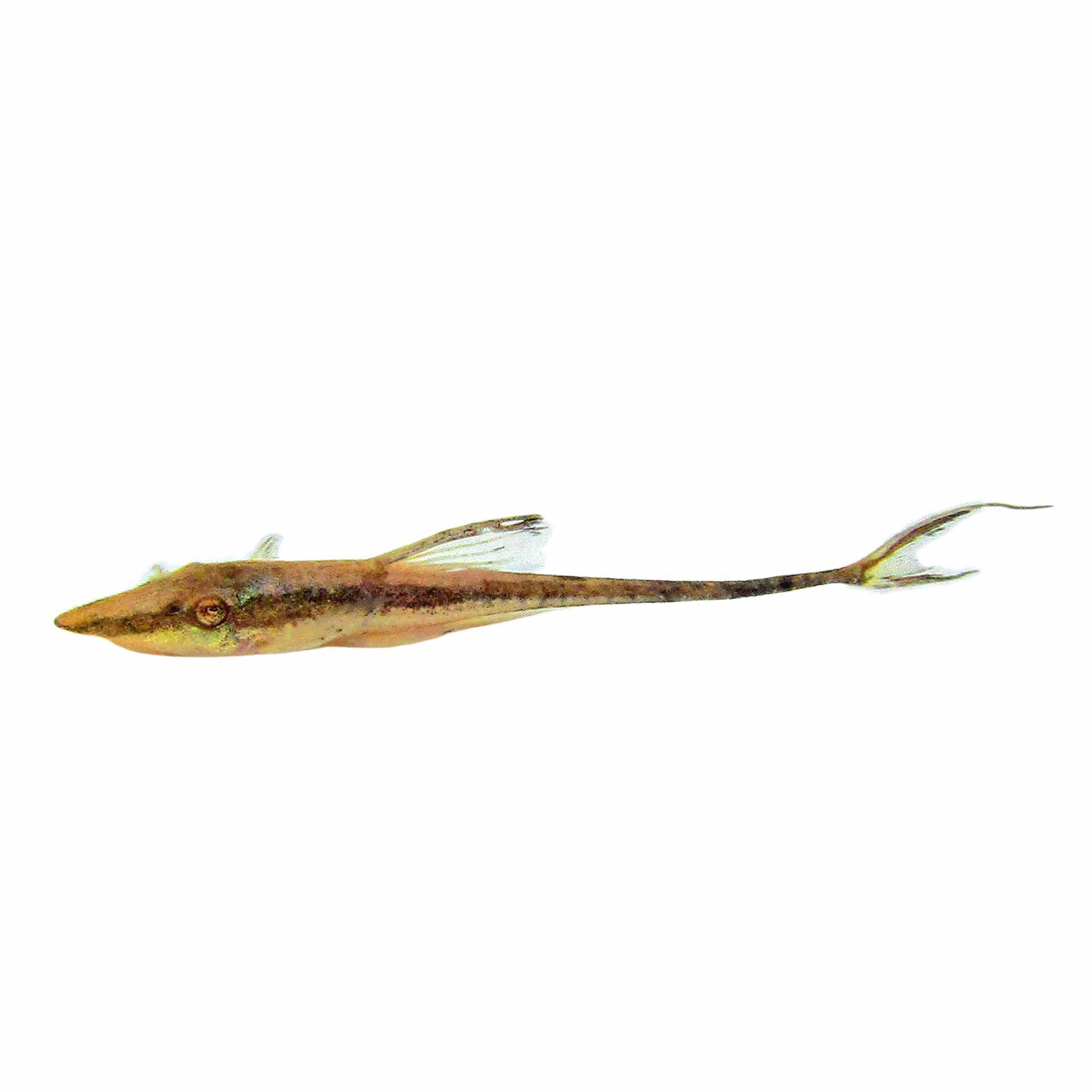 Royal Whiptail Catfish (5cm)