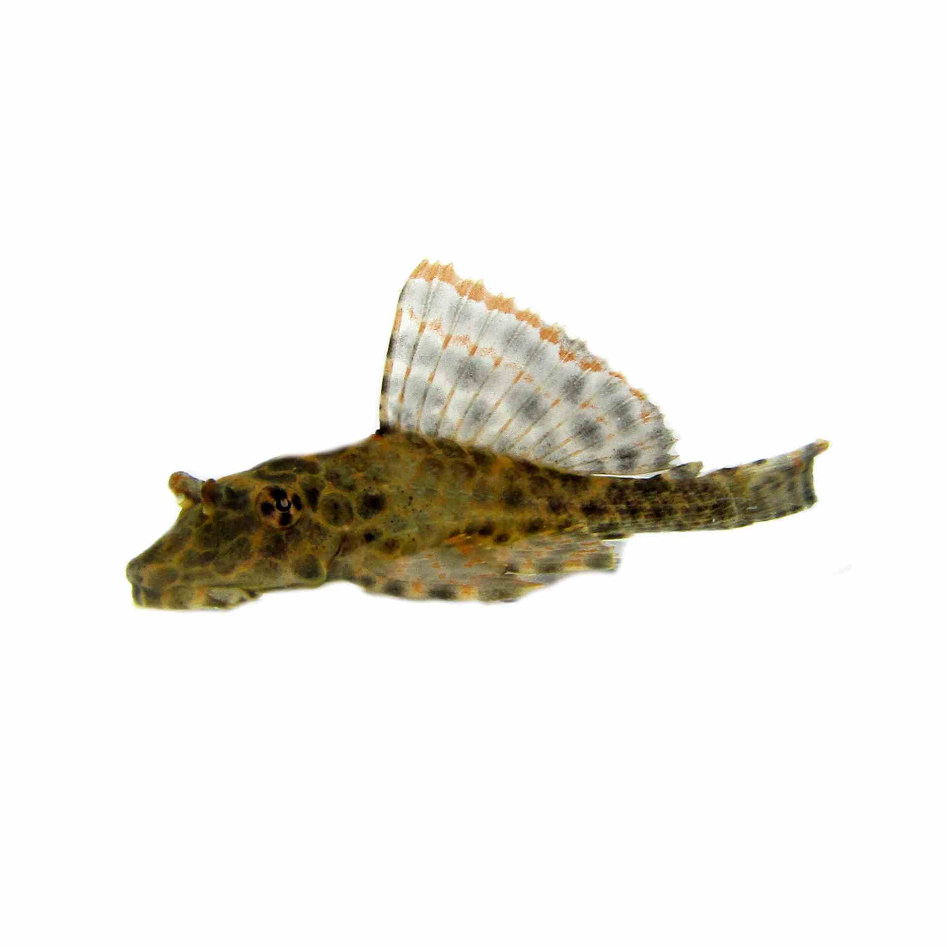 Spotted Sailfin Pleco (5cm)