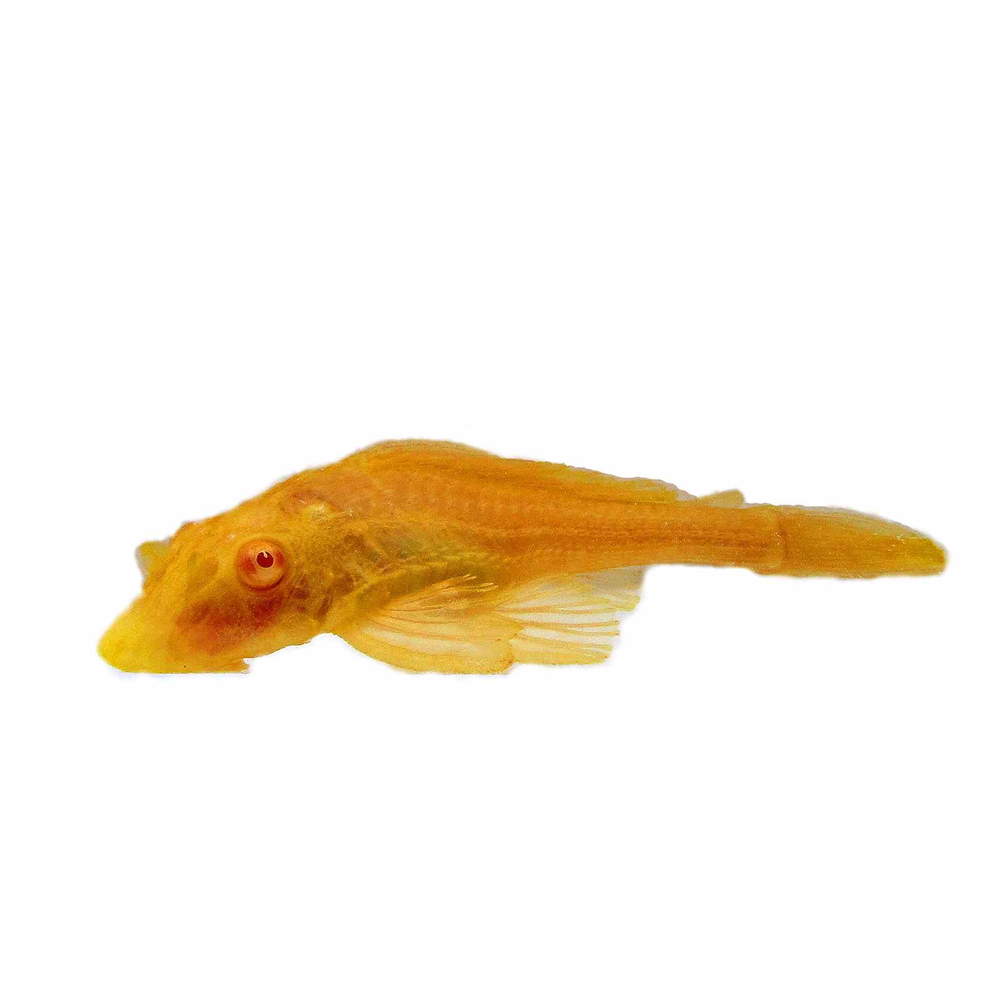 Albino Sailfin Pleco (5cm)