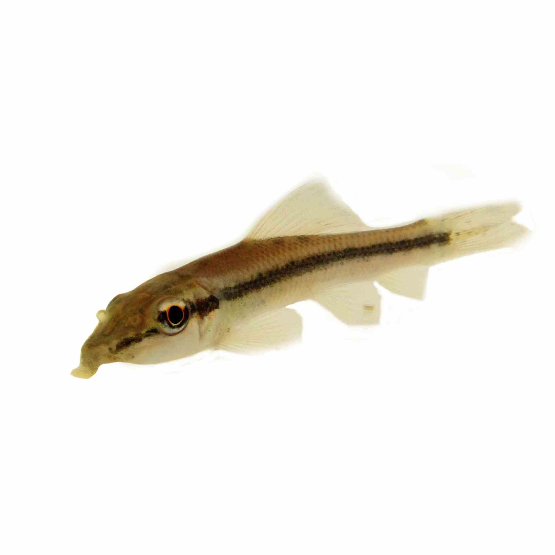 Sucking Catfish (5cm)