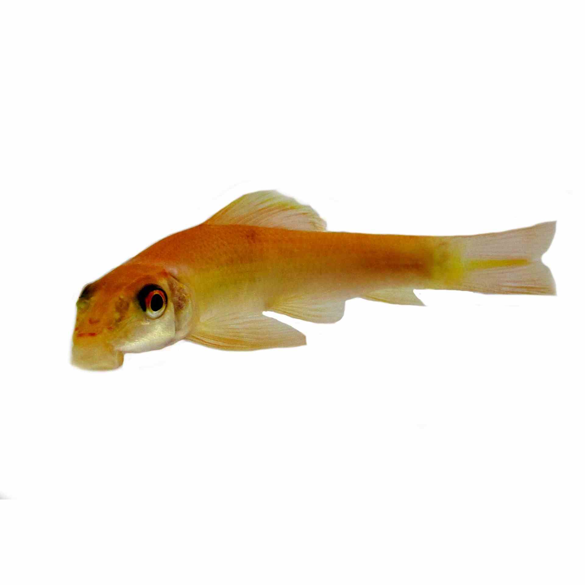 Golden Sucking Catfish (7cm)