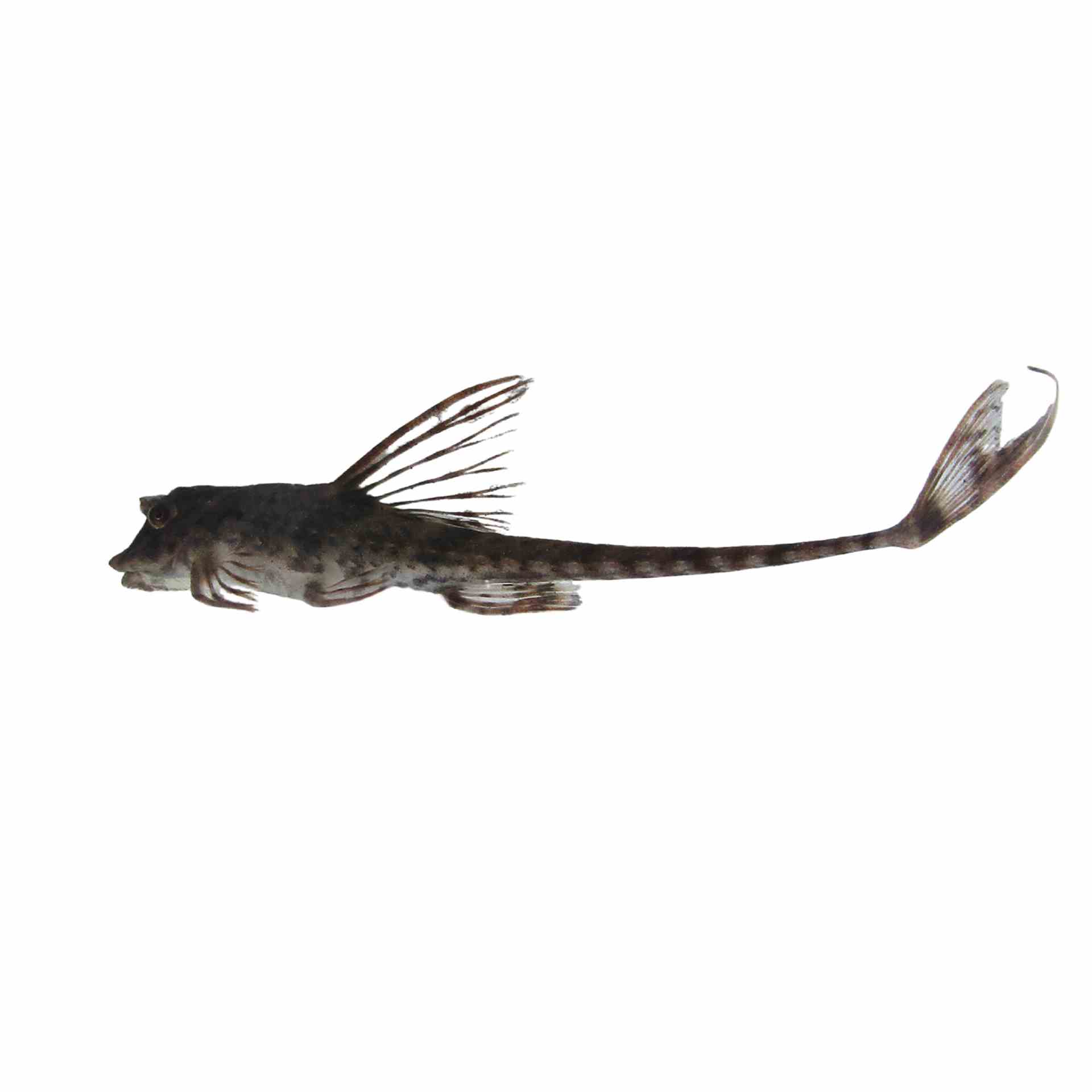 Whiptail Catfish (5cm)