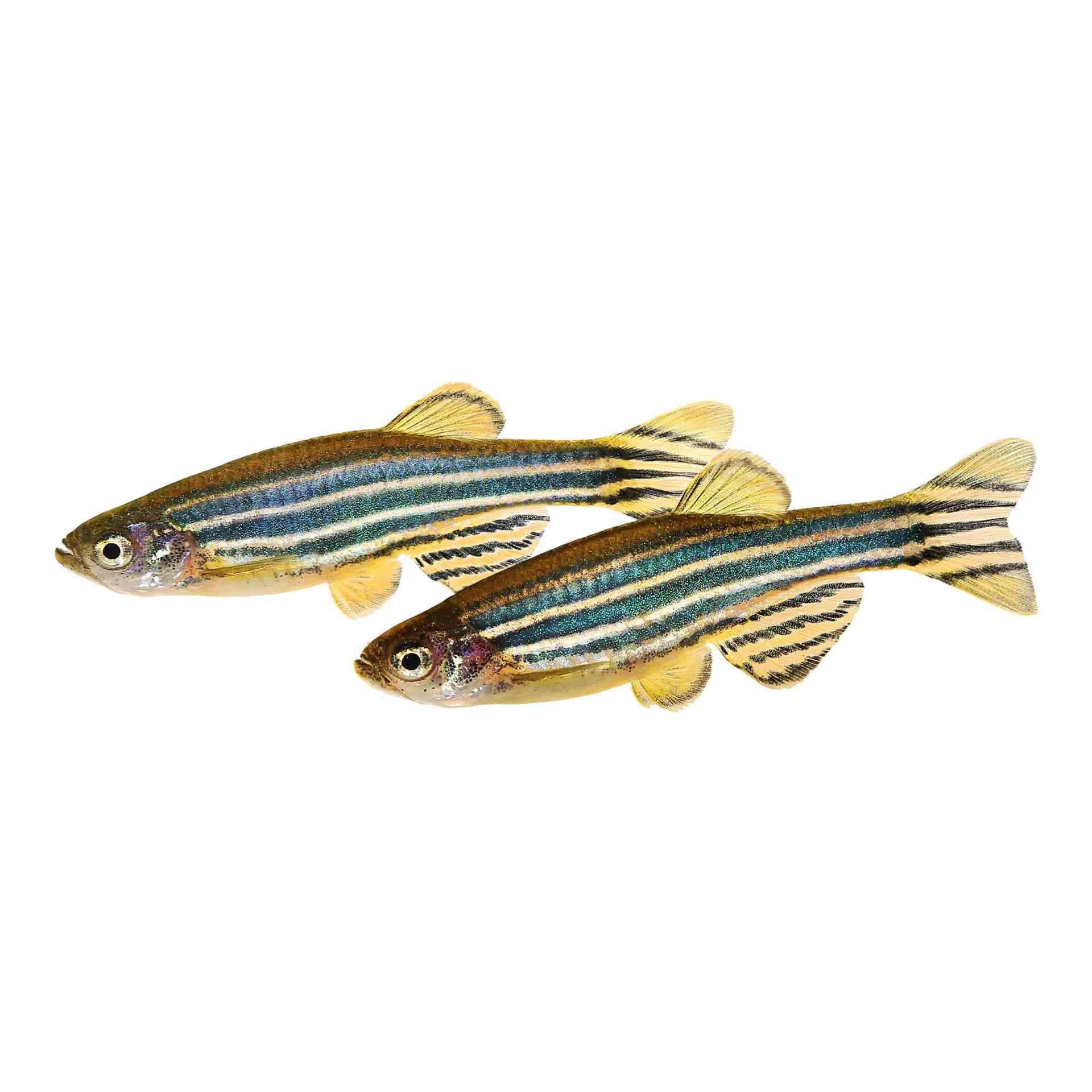Assorted Danio (3.5cm)
