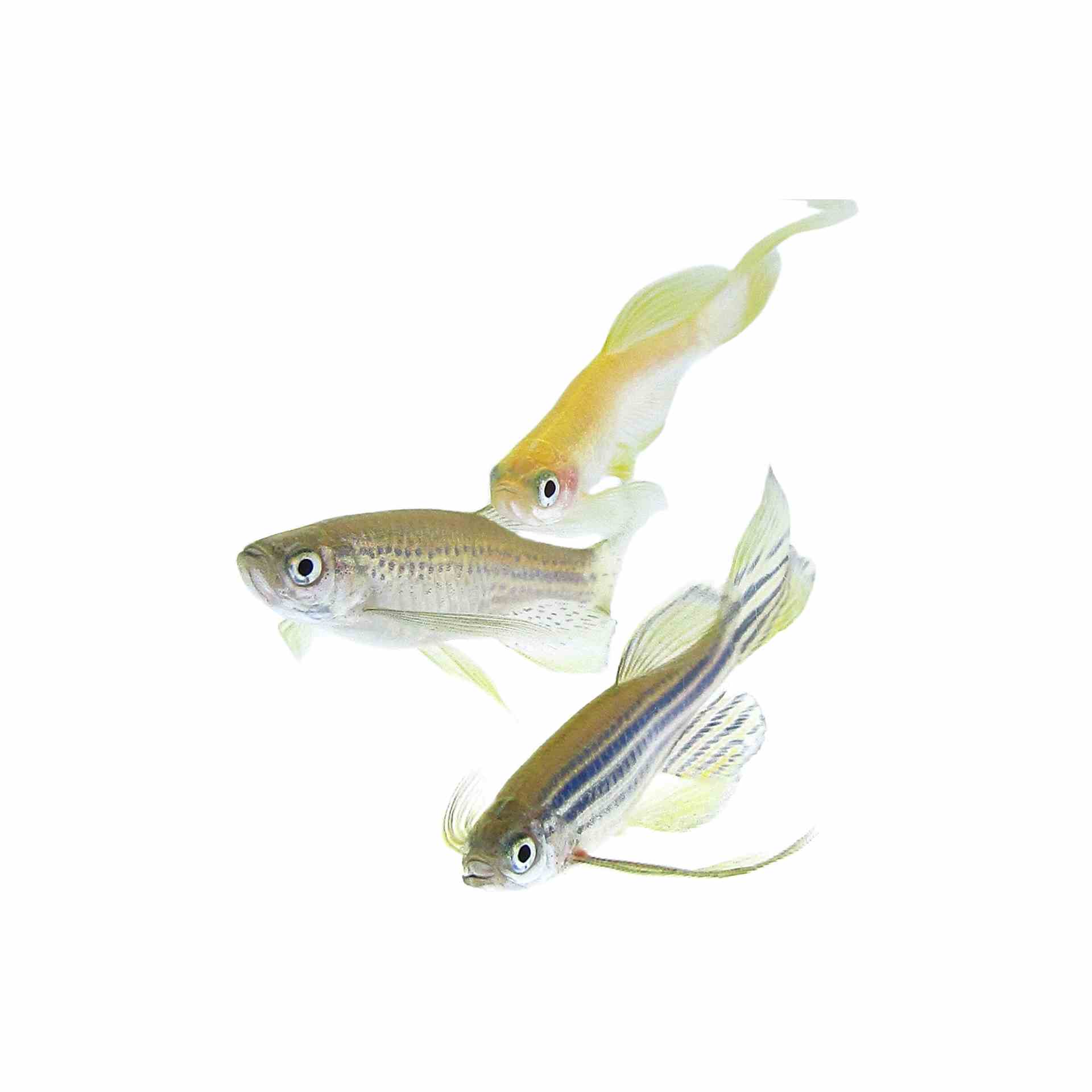 Long Fin Assorted Danio (4cm)