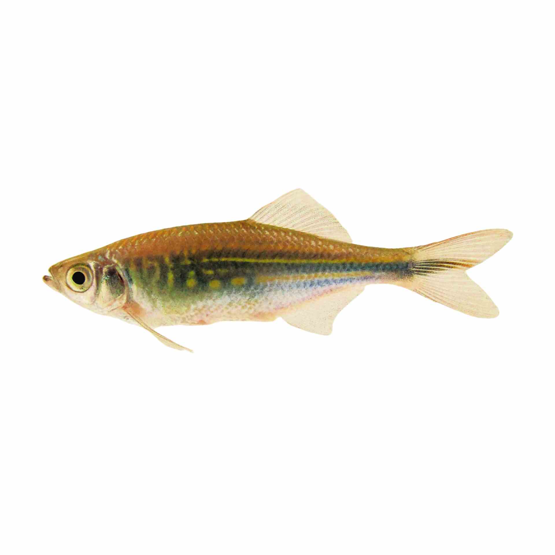 Giant Danio (3-4cm) (4cm)