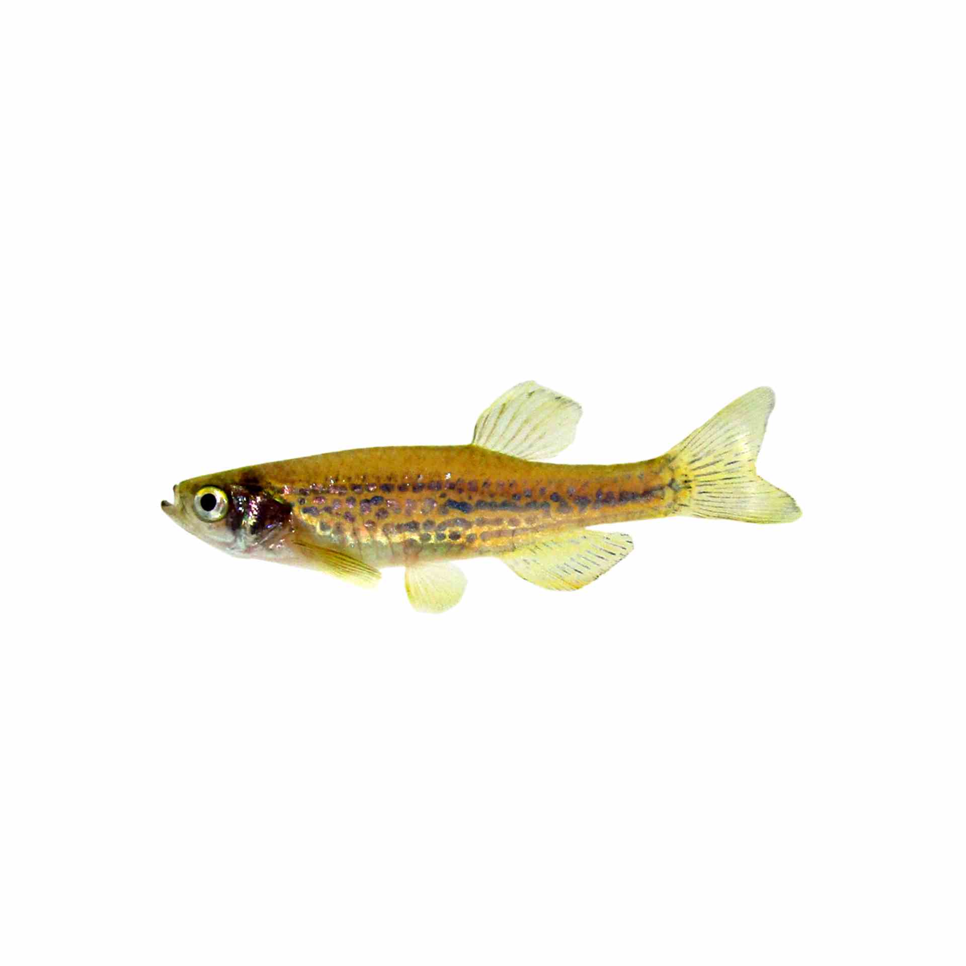 Leopard Danio (3-4cm) (3.5cm)