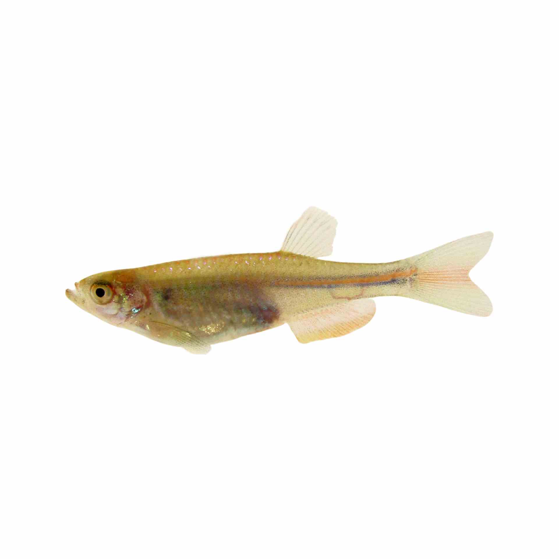 Pearl Danio (3cm)