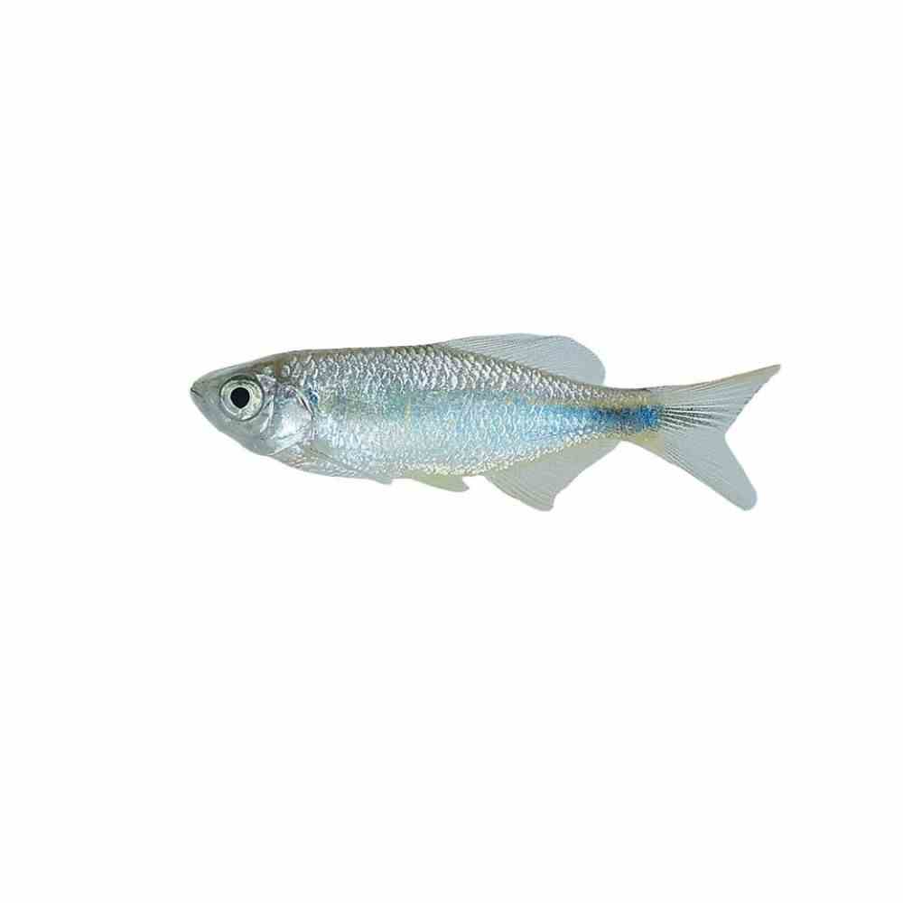 Spotted Danio (2.5cm)