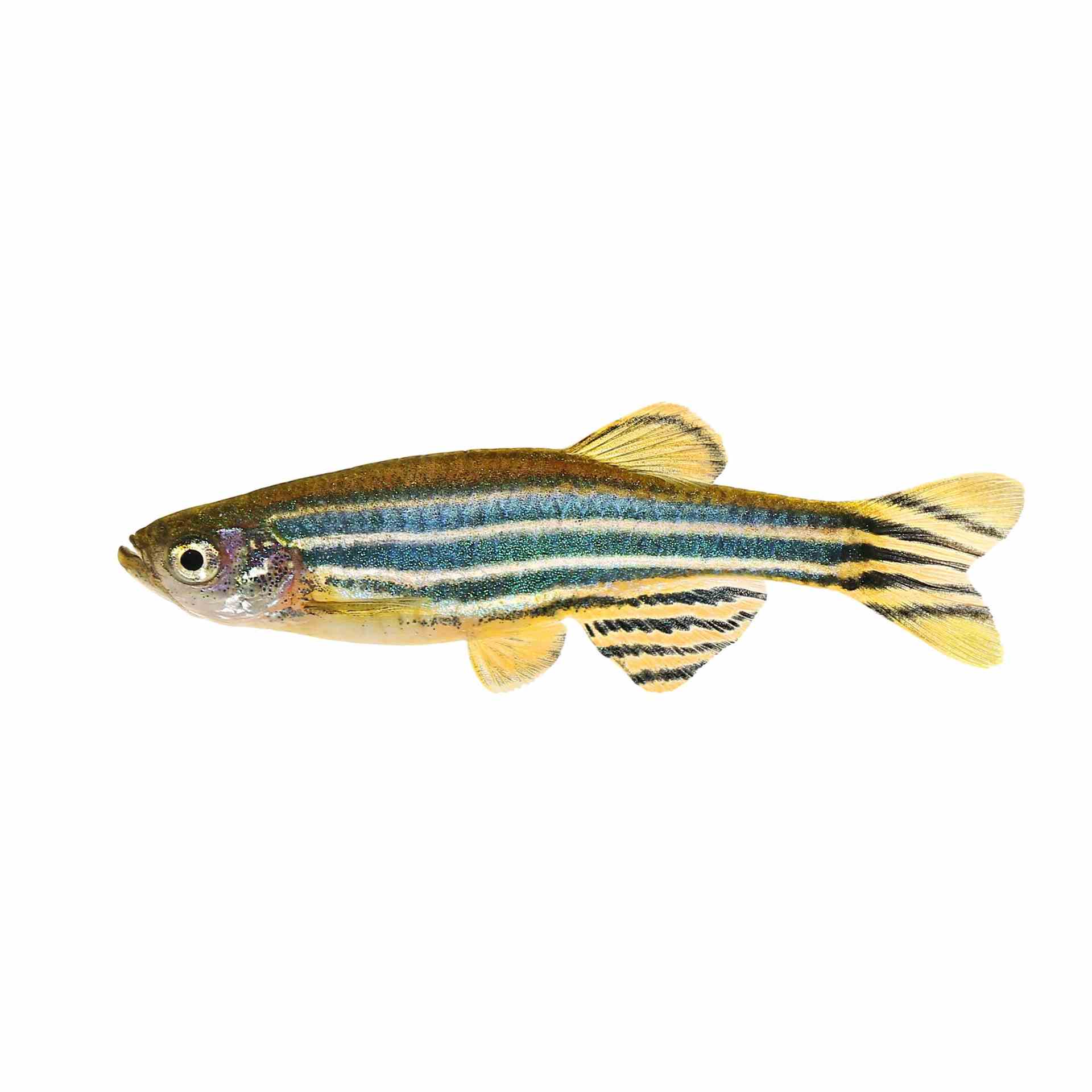 Zebra Danio (3.5cm)