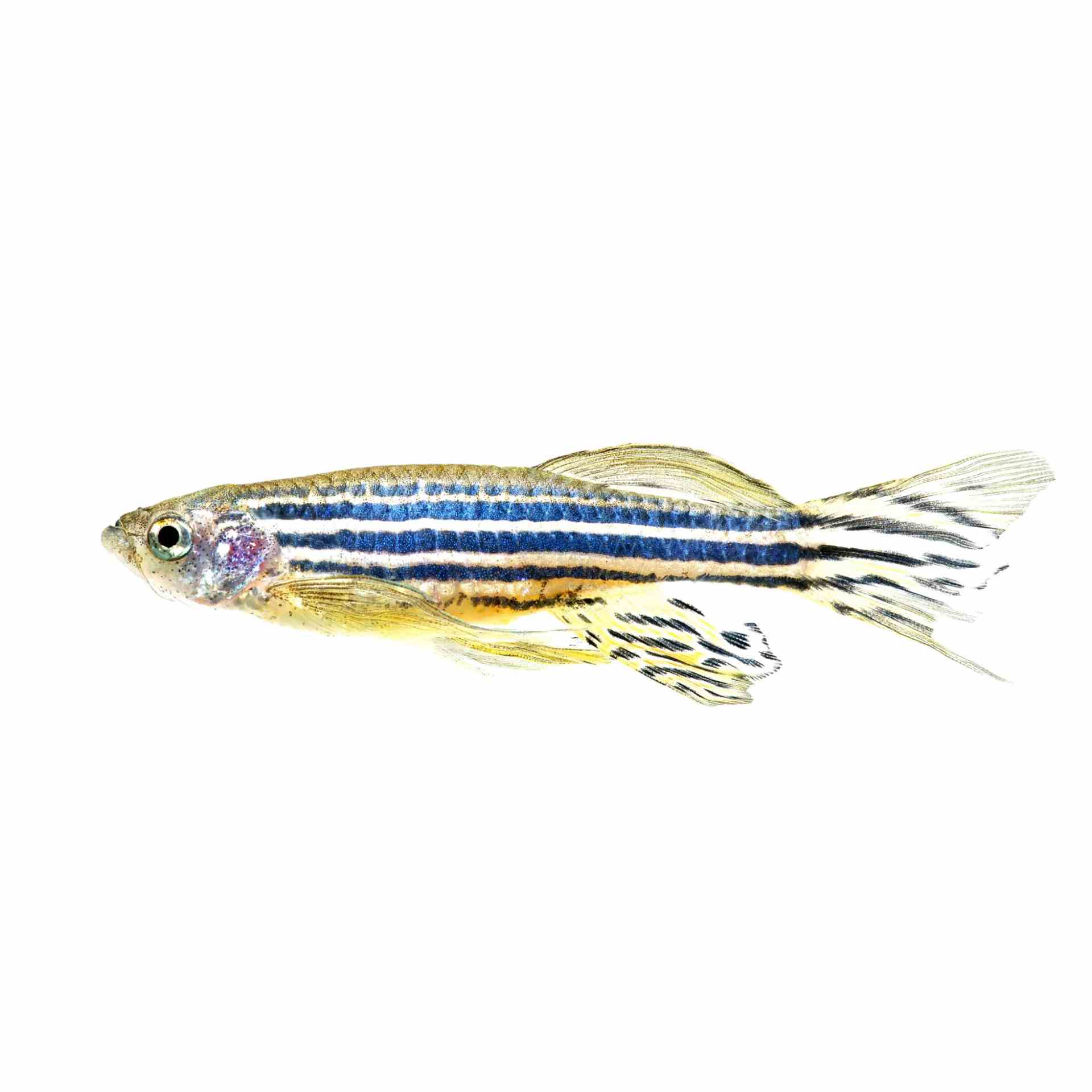 Long Fin Zebra Danio (4cm)