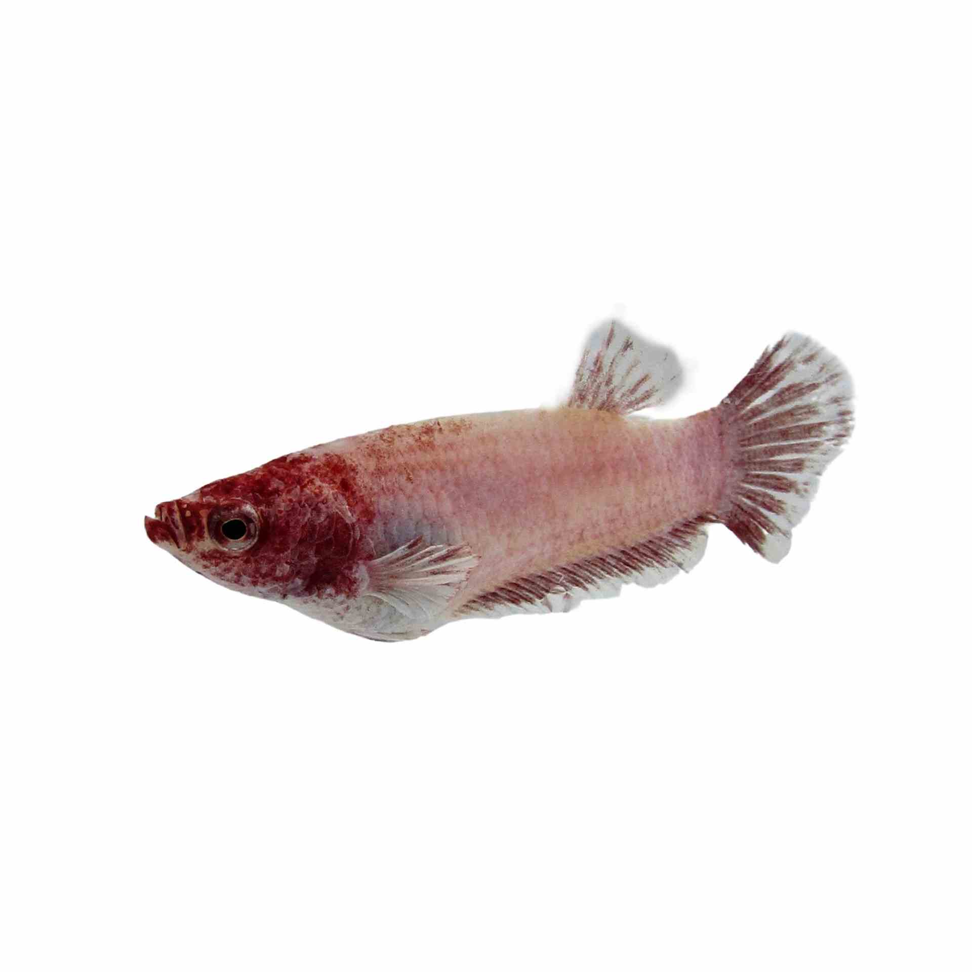 Betta Female Elephant Ear (3-4cm) (4cm)