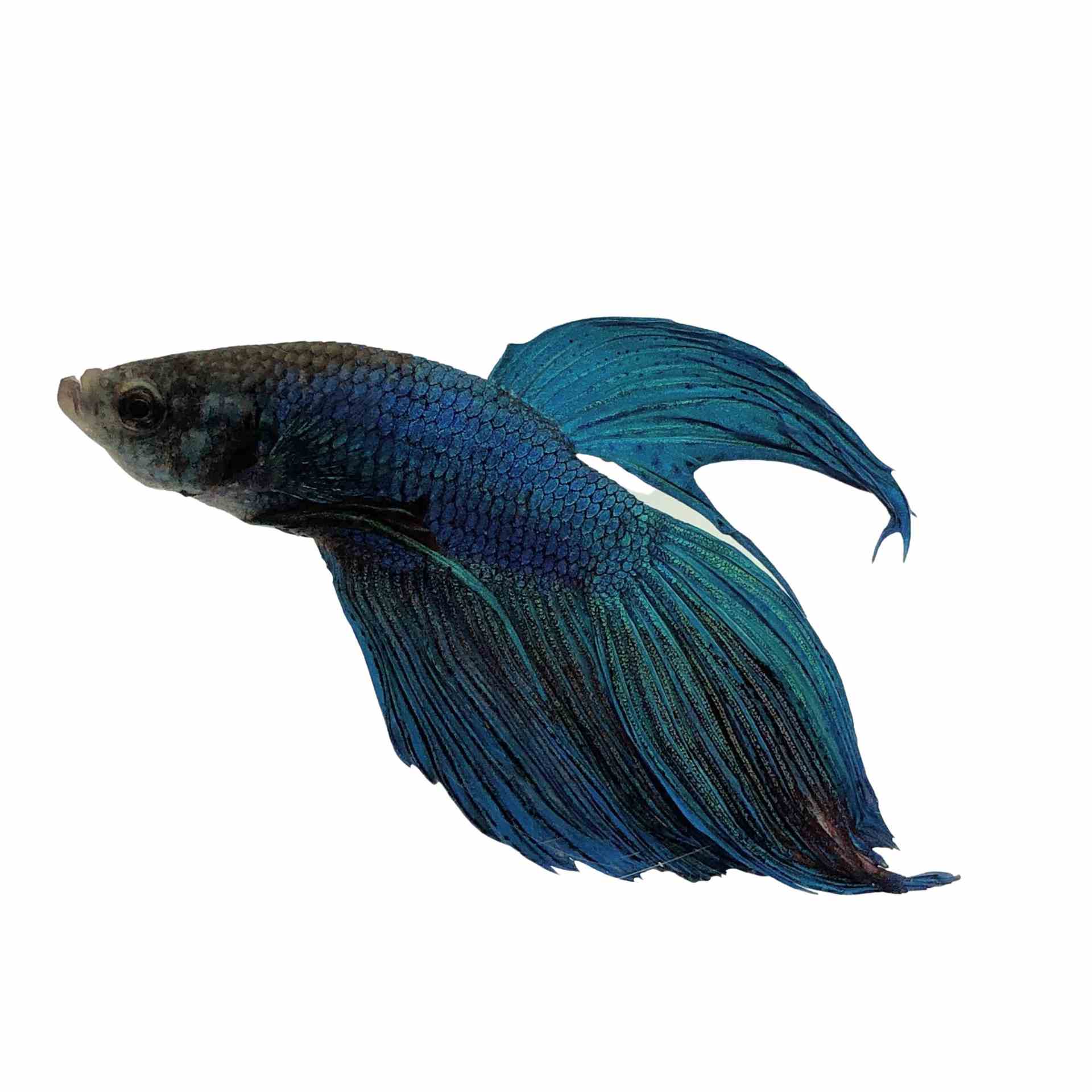 Betta Male Below Standard Assorted (5cm)