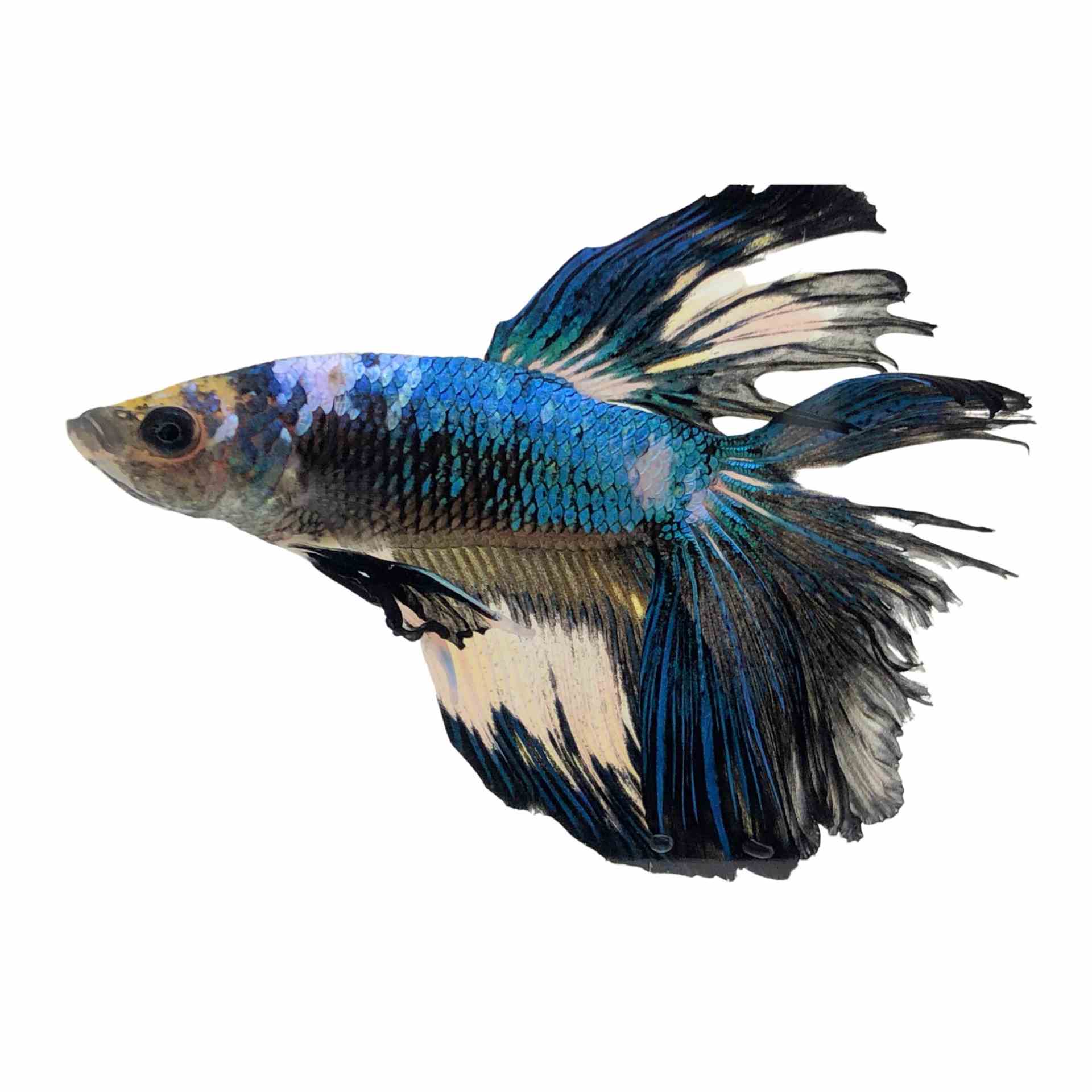 Betta Male Below Standard Fancy (5cm)