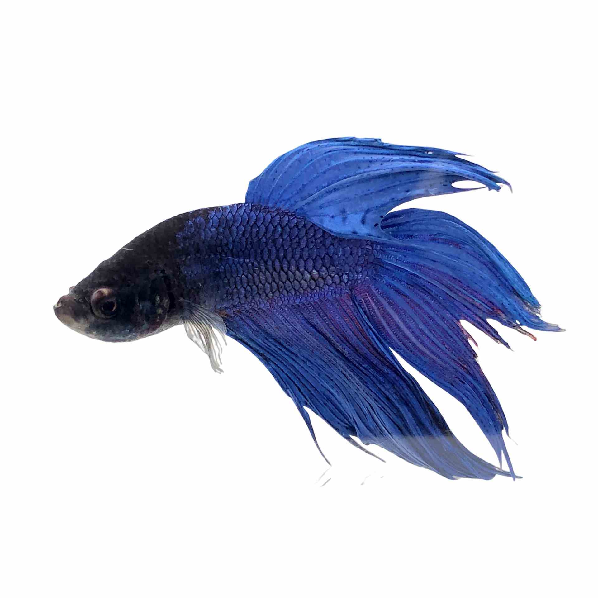 Betta Male Blue (6cm)