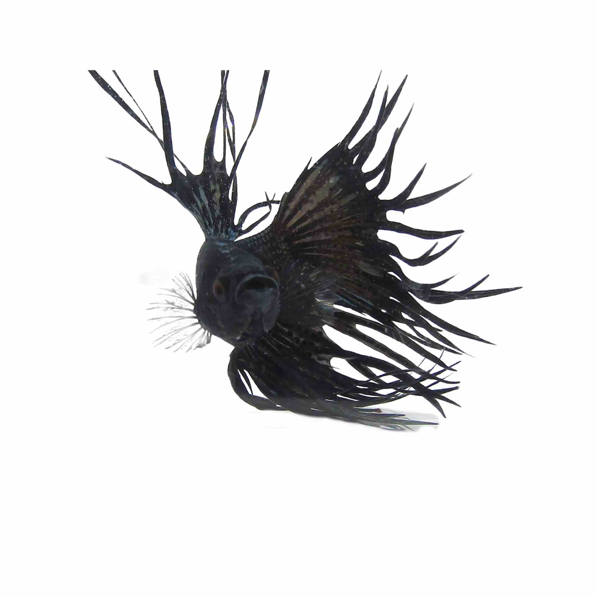Betta Male Crowntail Black (5cm)