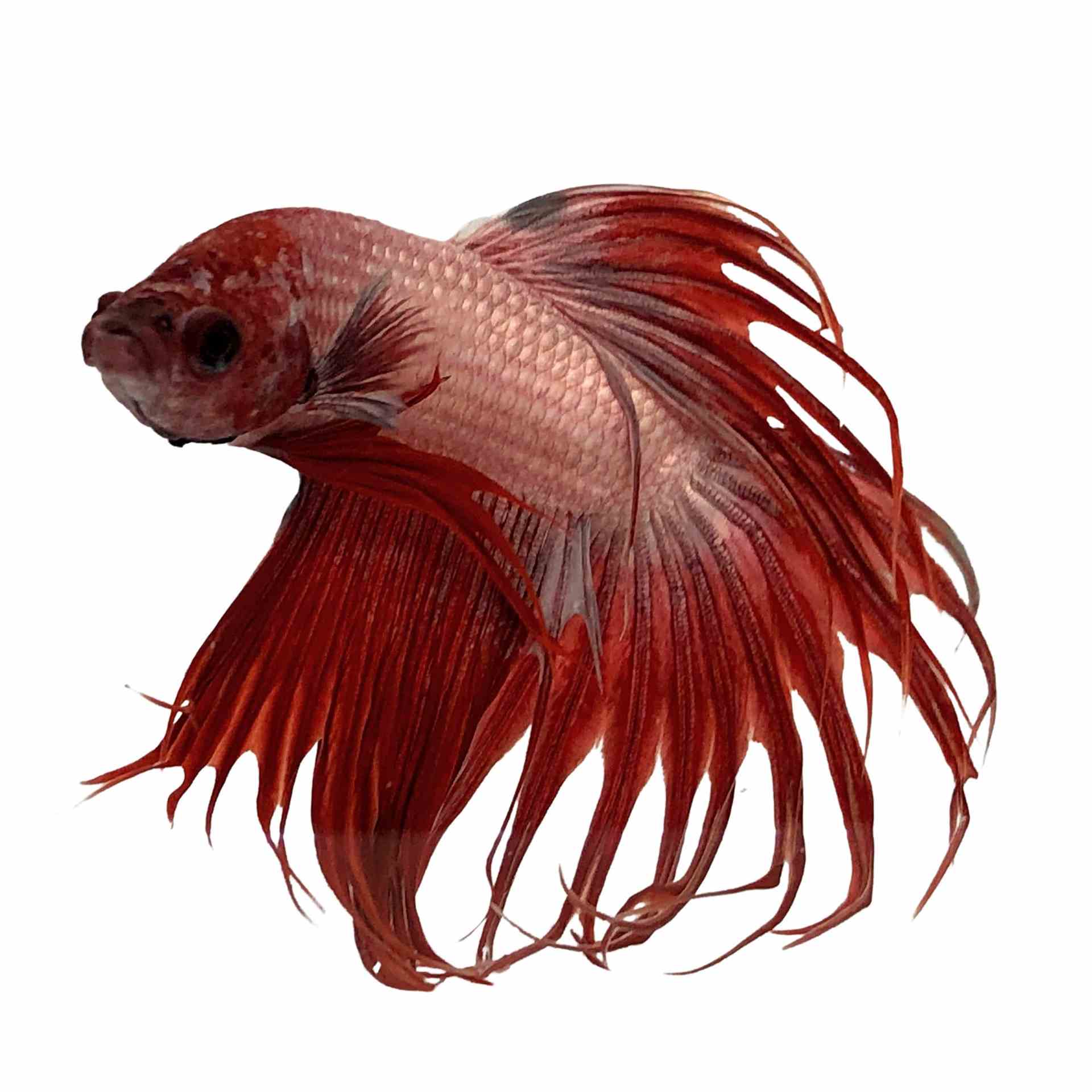 Betta Male Crowntail Cambodian (5cm)