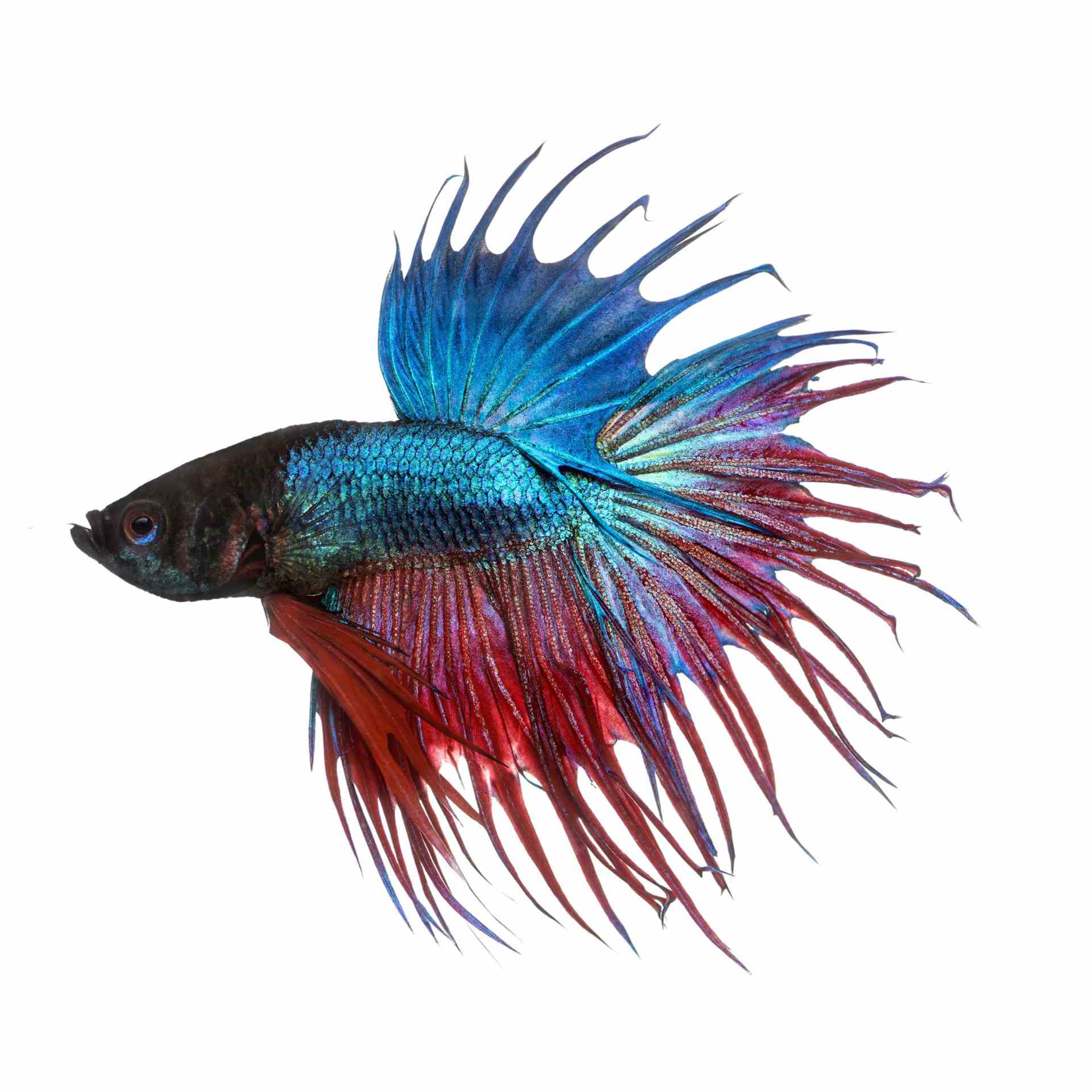 Betta Male Crowntail (5cm)