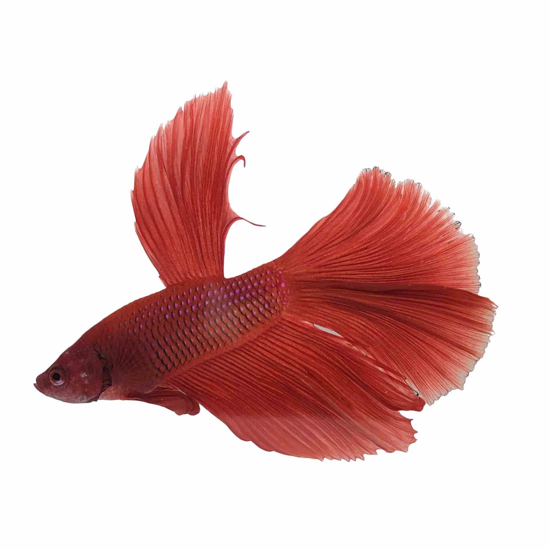 Betta Male Super Delta (5cm)