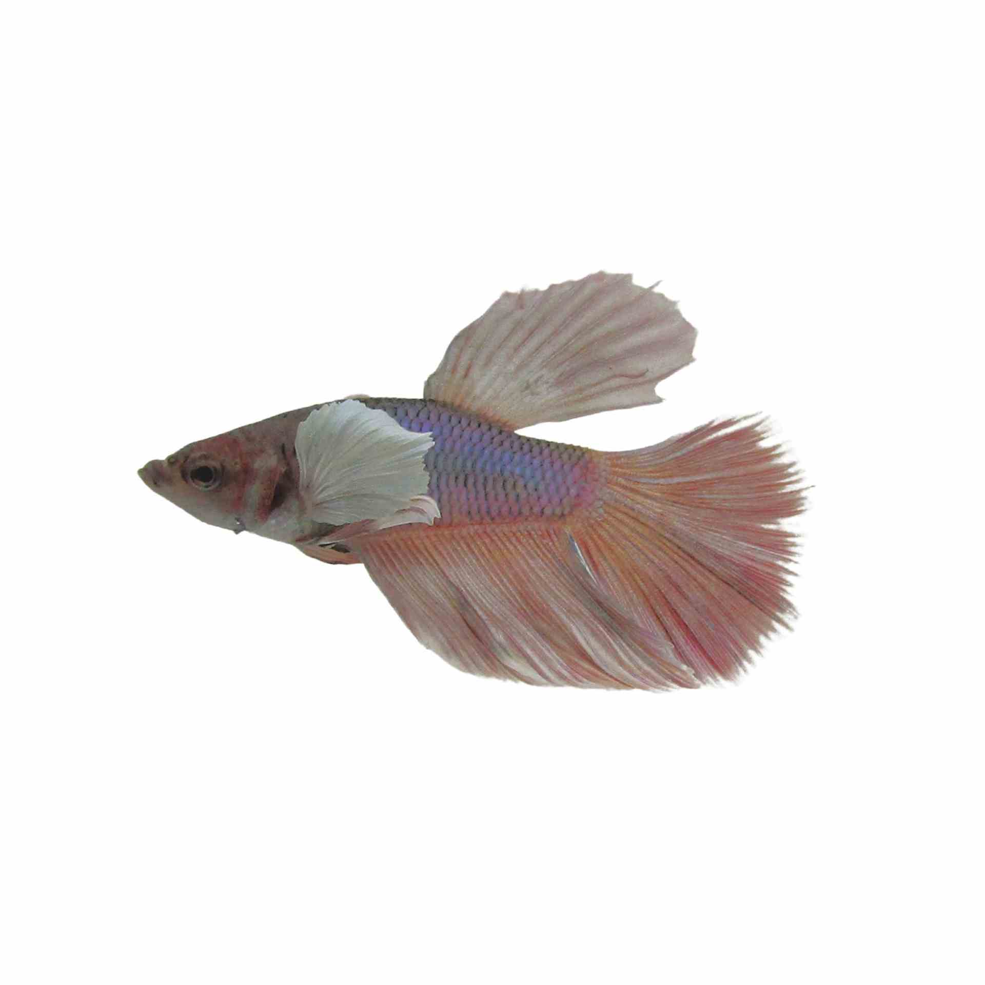 Betta Male Elephant Ear Super Delta (5cm)