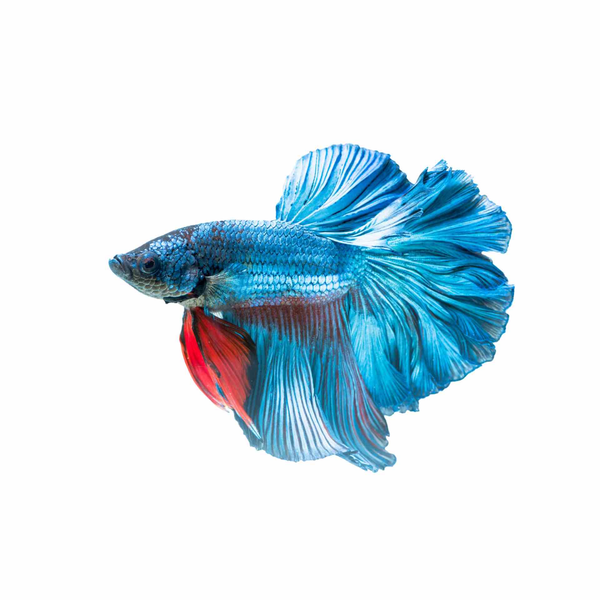 Betta Male Halfmoon (5cm)