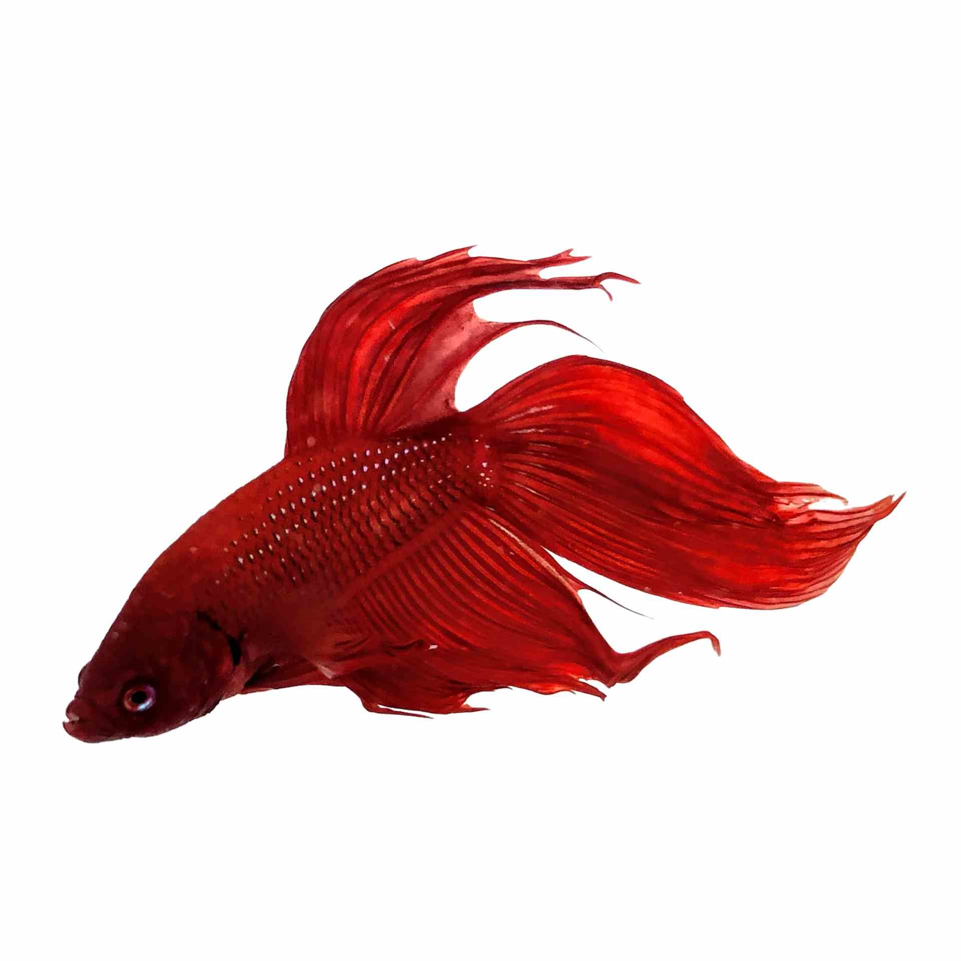 Betta Male Red (6cm)