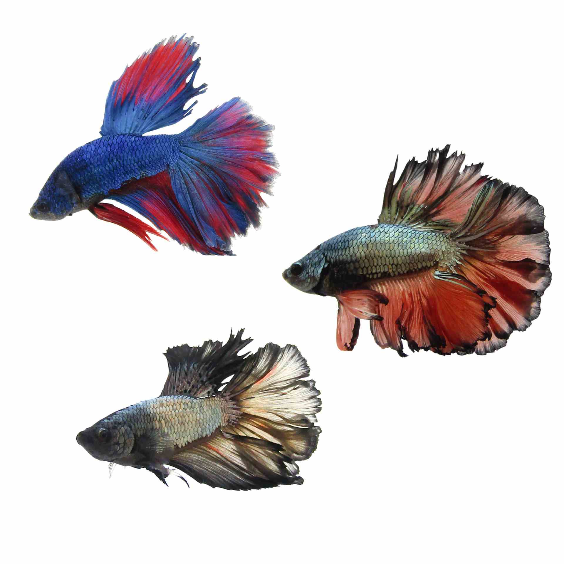 Betta Male Halfmoon Rosetail (5cm)