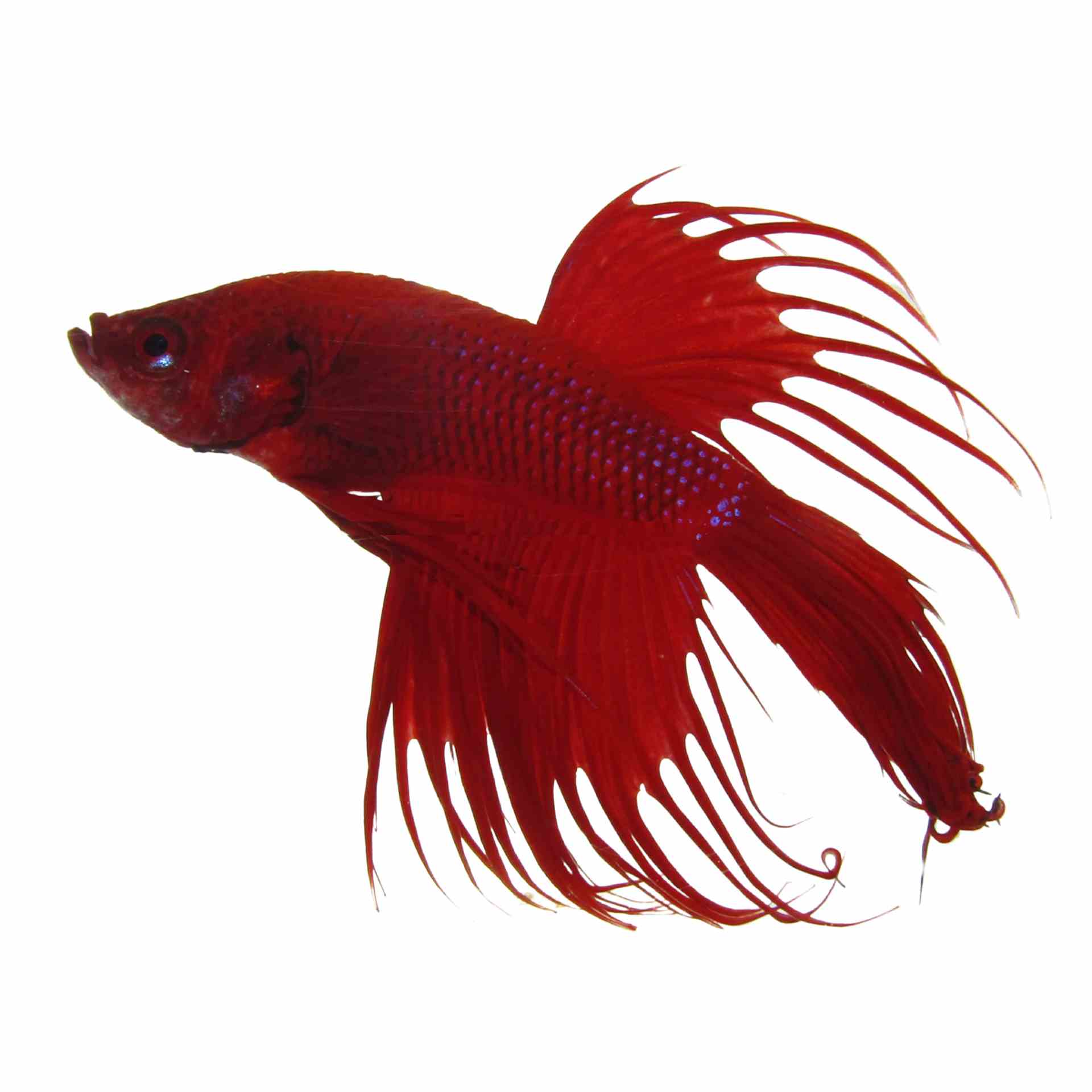 Betta Male Crowntail Red (5cm)