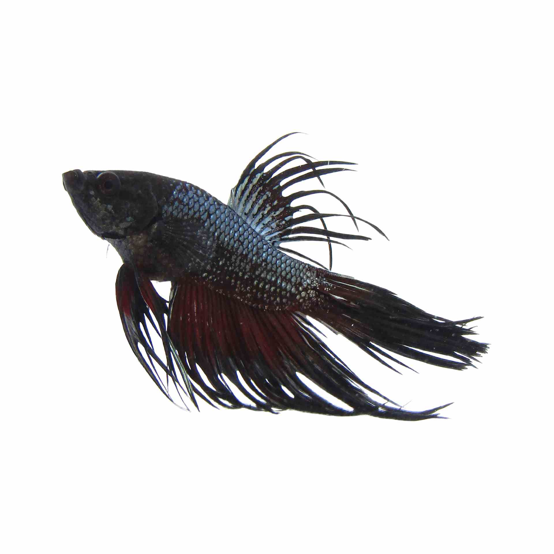 Betta Select Male Crowntail Black Orchid (50cm)