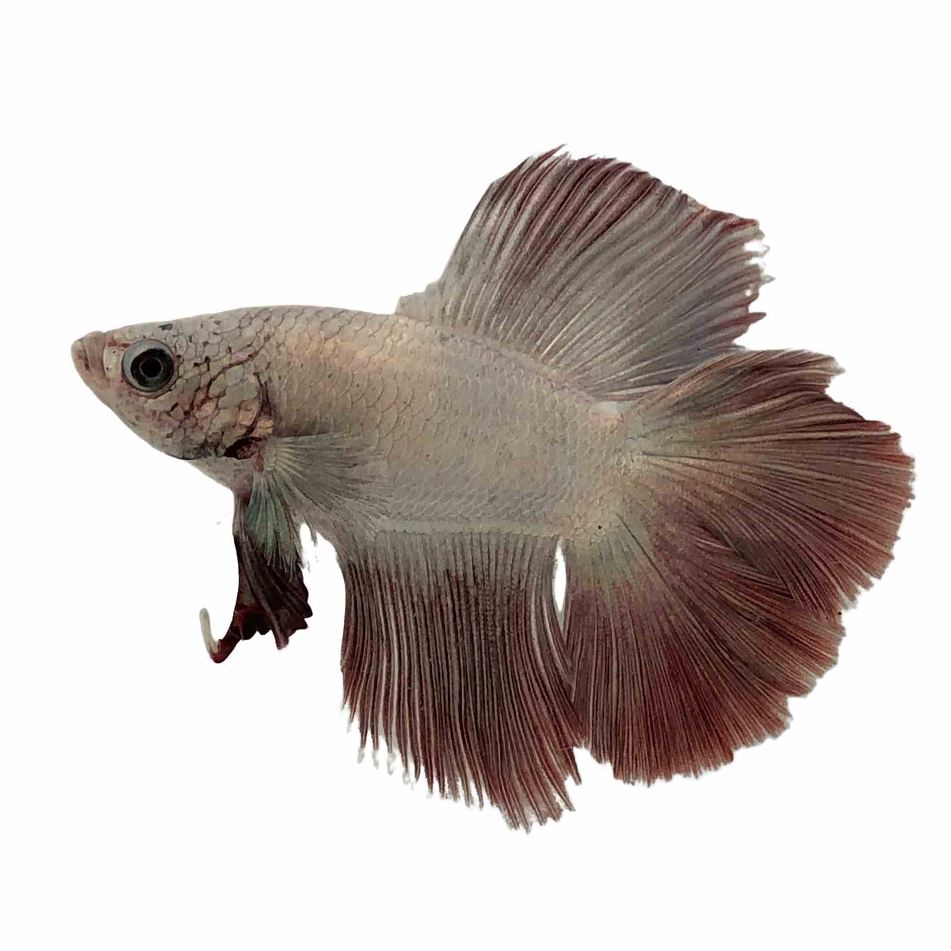 Betta Select Male Plakat Doubletail (40cm)