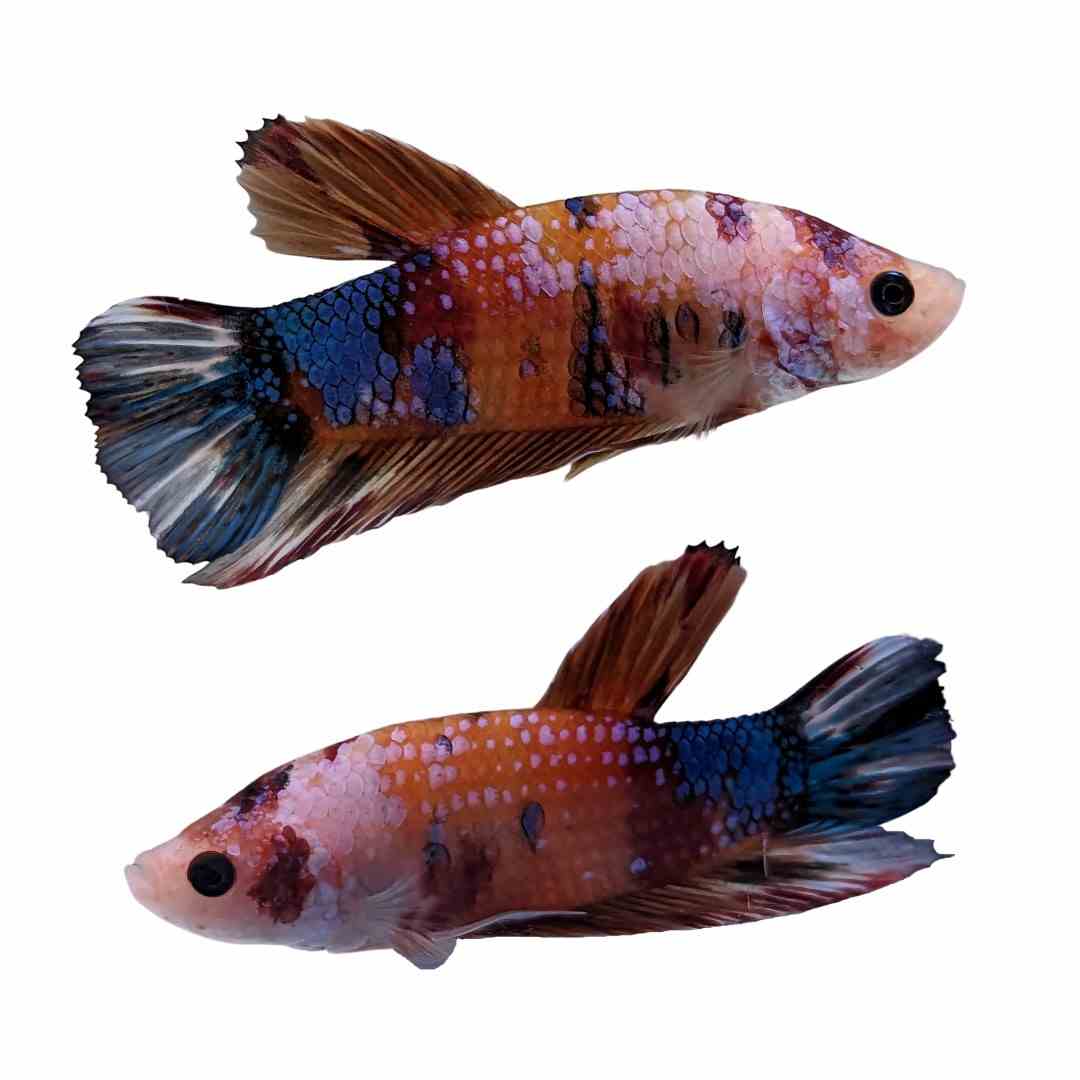 Betta Male Shortfin Koi (4cm)