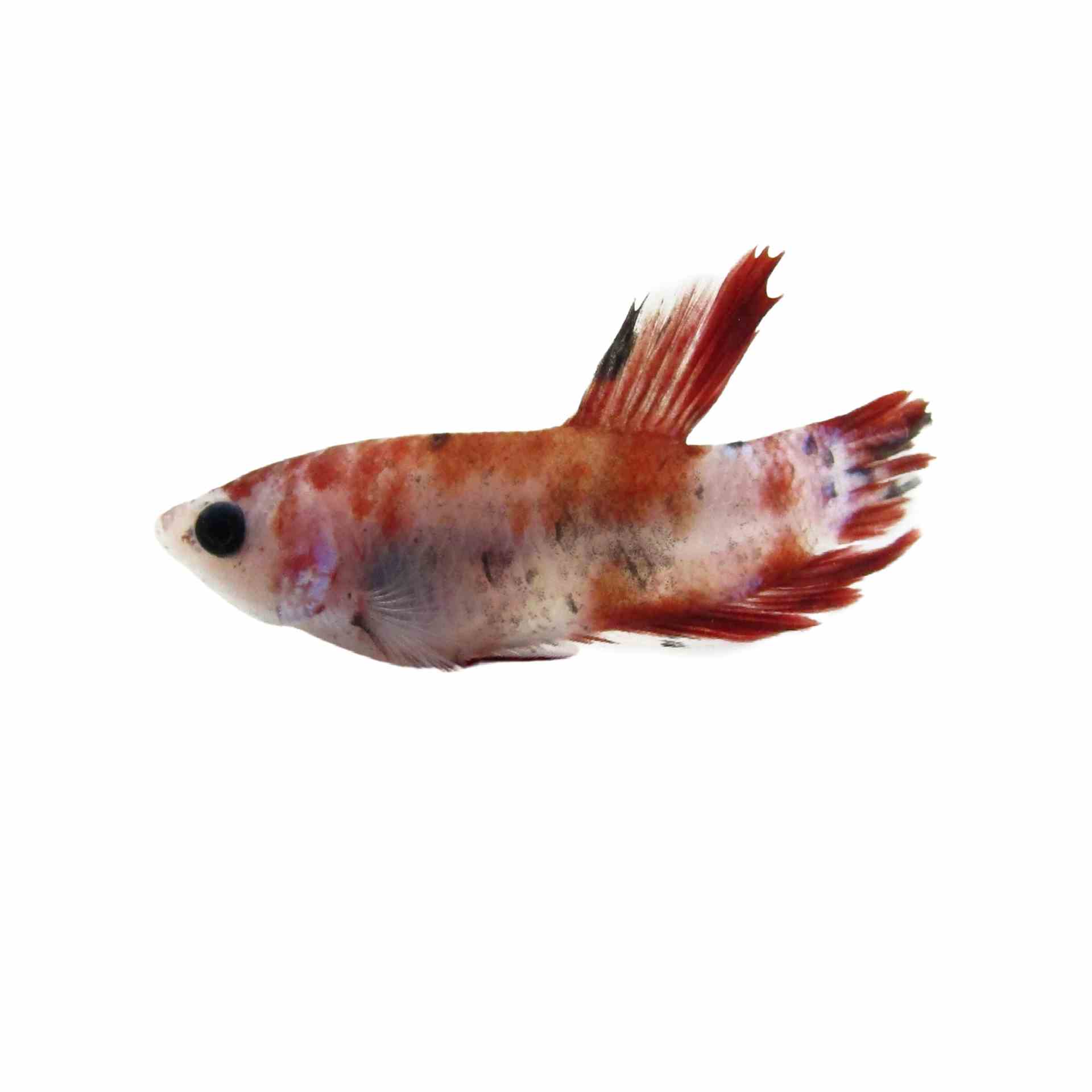 Betta Select Male Plakat Koi (40cm)