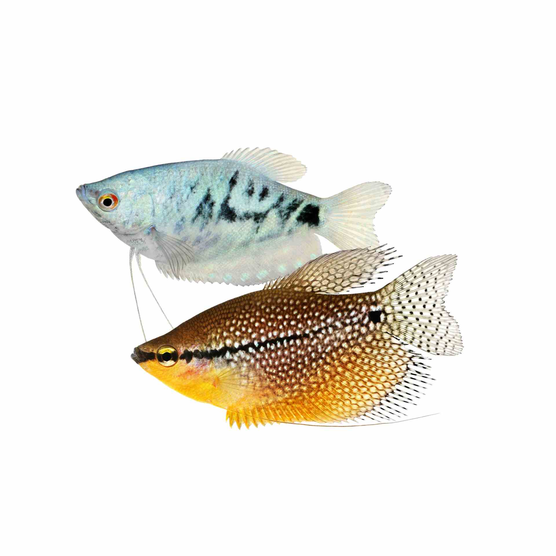 Assorted Gourami - Silver Lace Opal Gold (5cm)