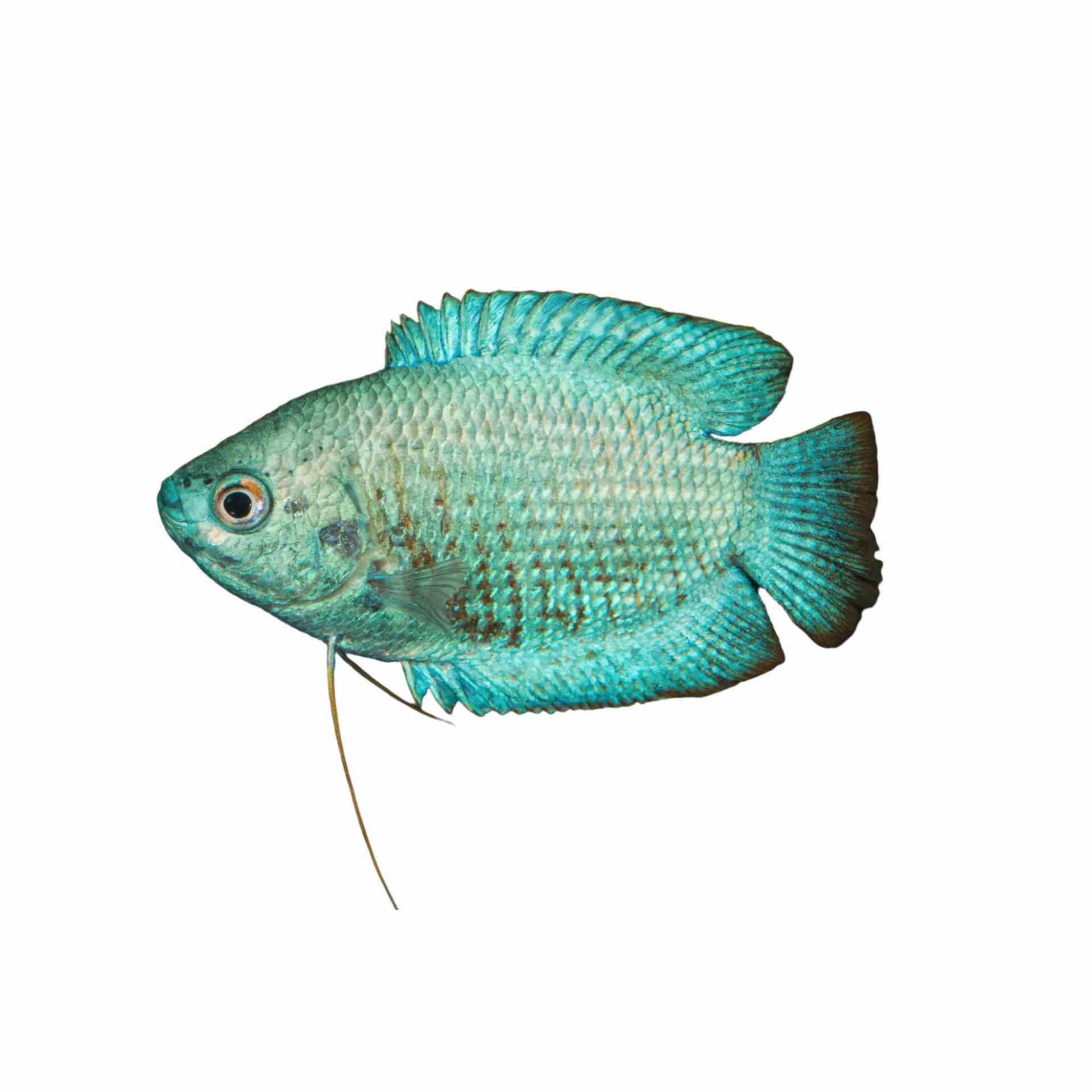 Male Dwarf Blue Coral Gourami (5cm)