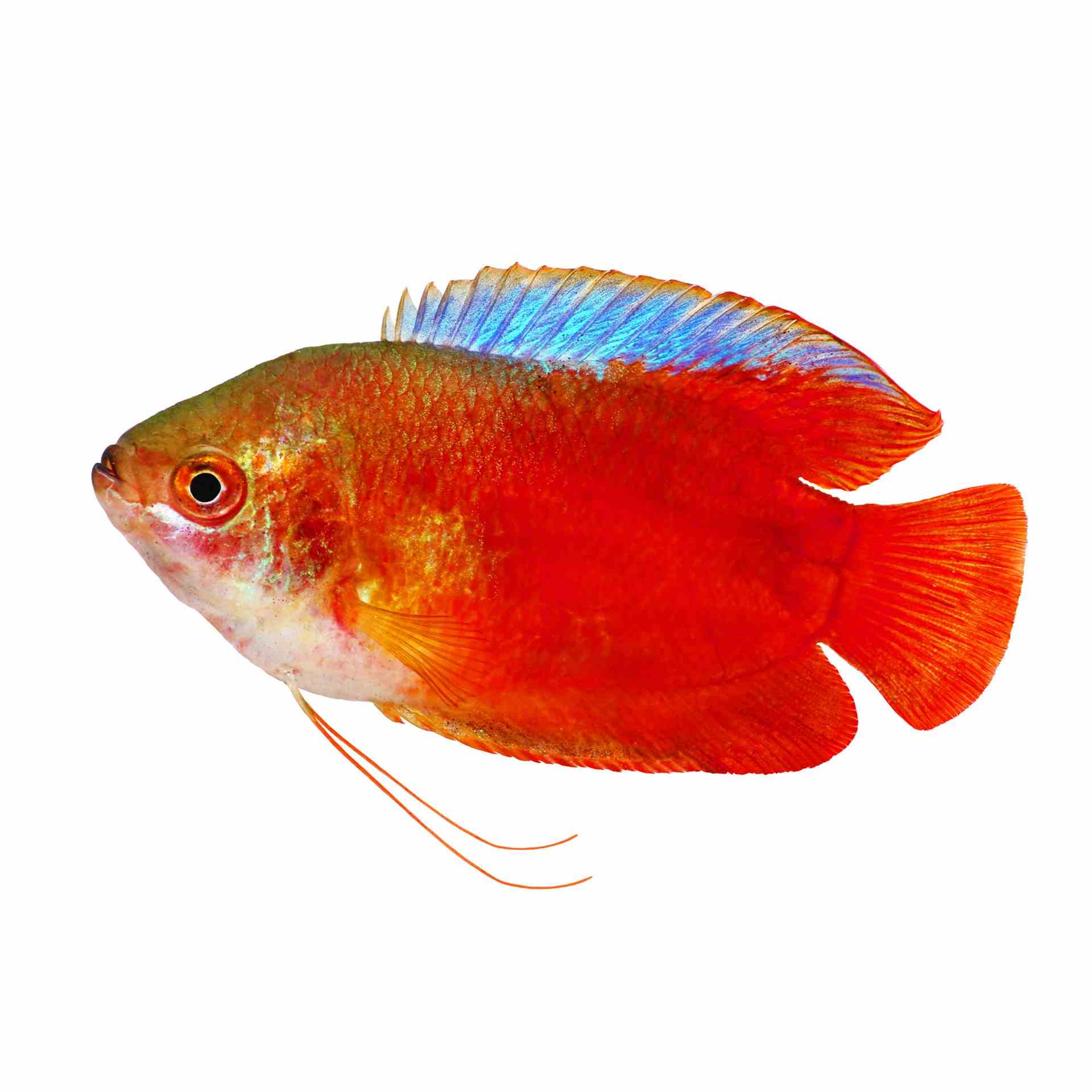 Male Dwarf Flame Gourami (5cm)