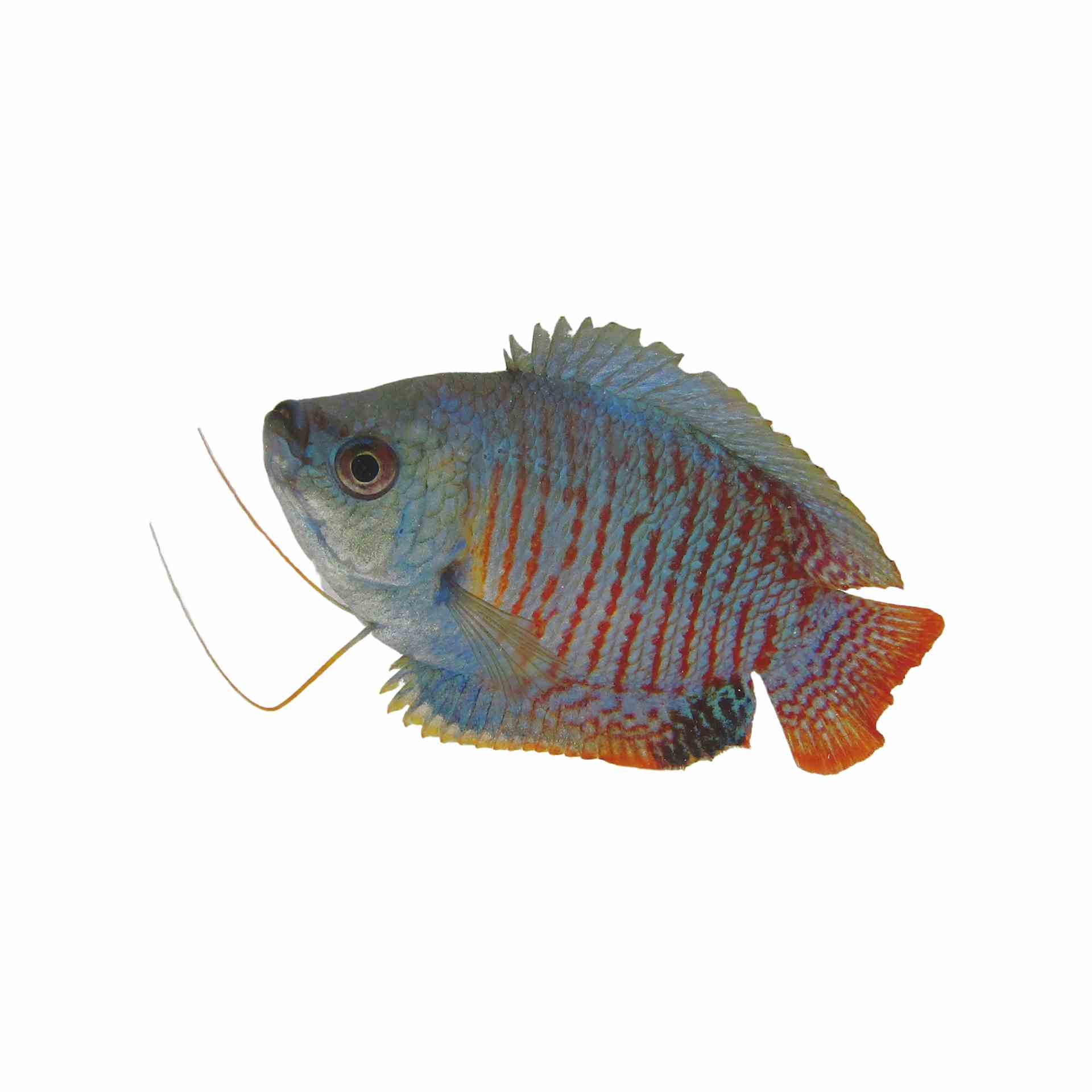 Male Dwarf Neon Gourami (5cm)