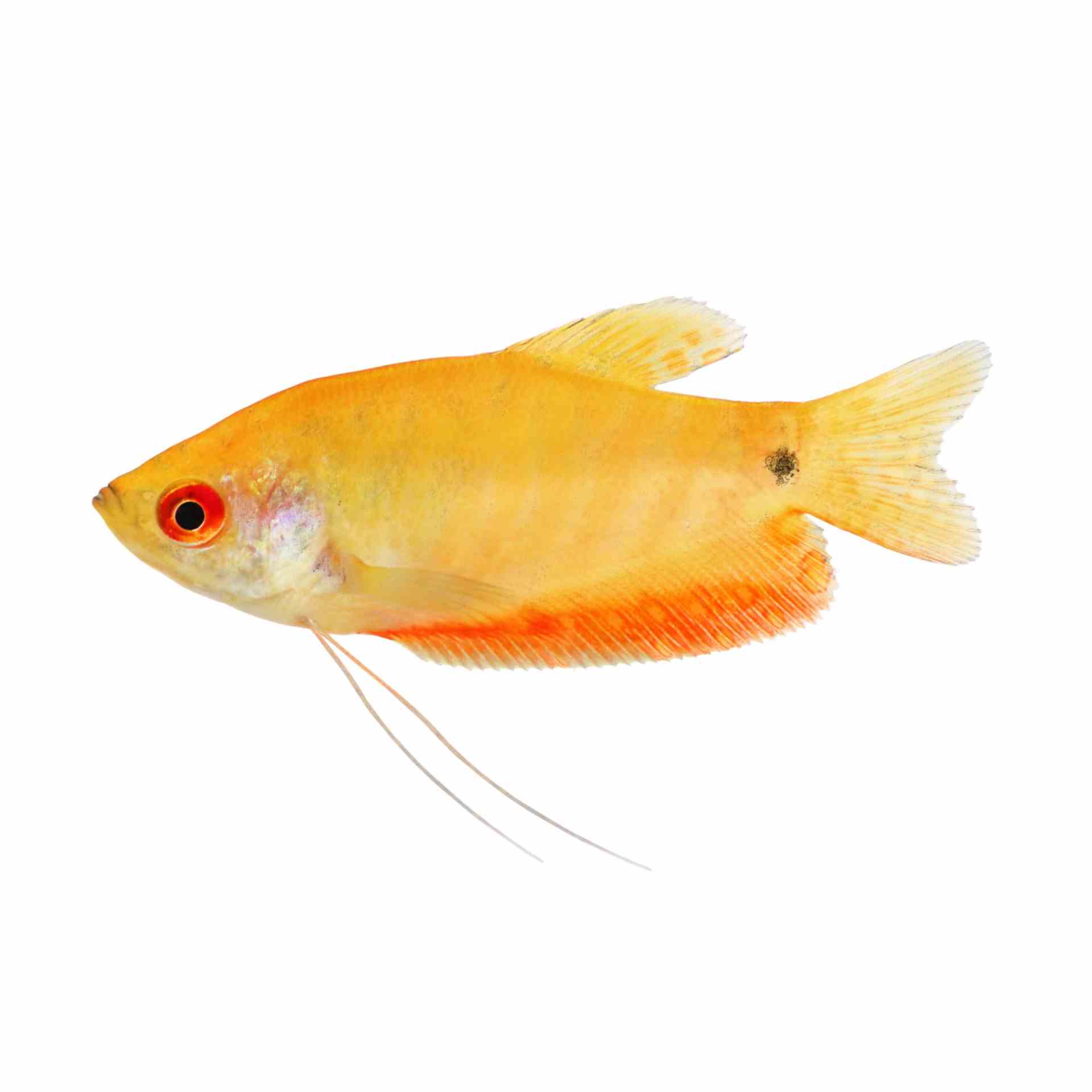 Golden Gourami (5cm)