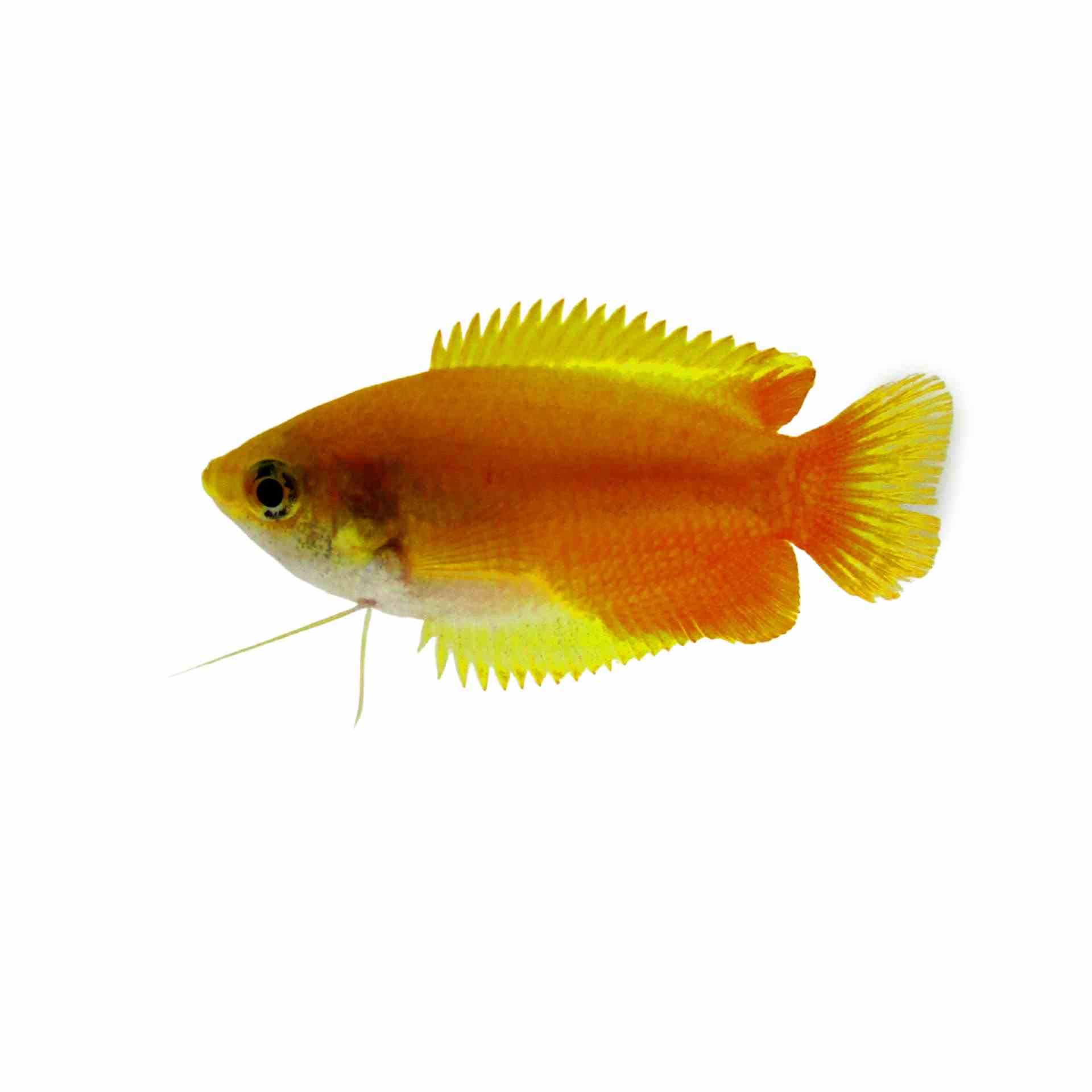 Honey Dwarf Gourami Golden (4cm)