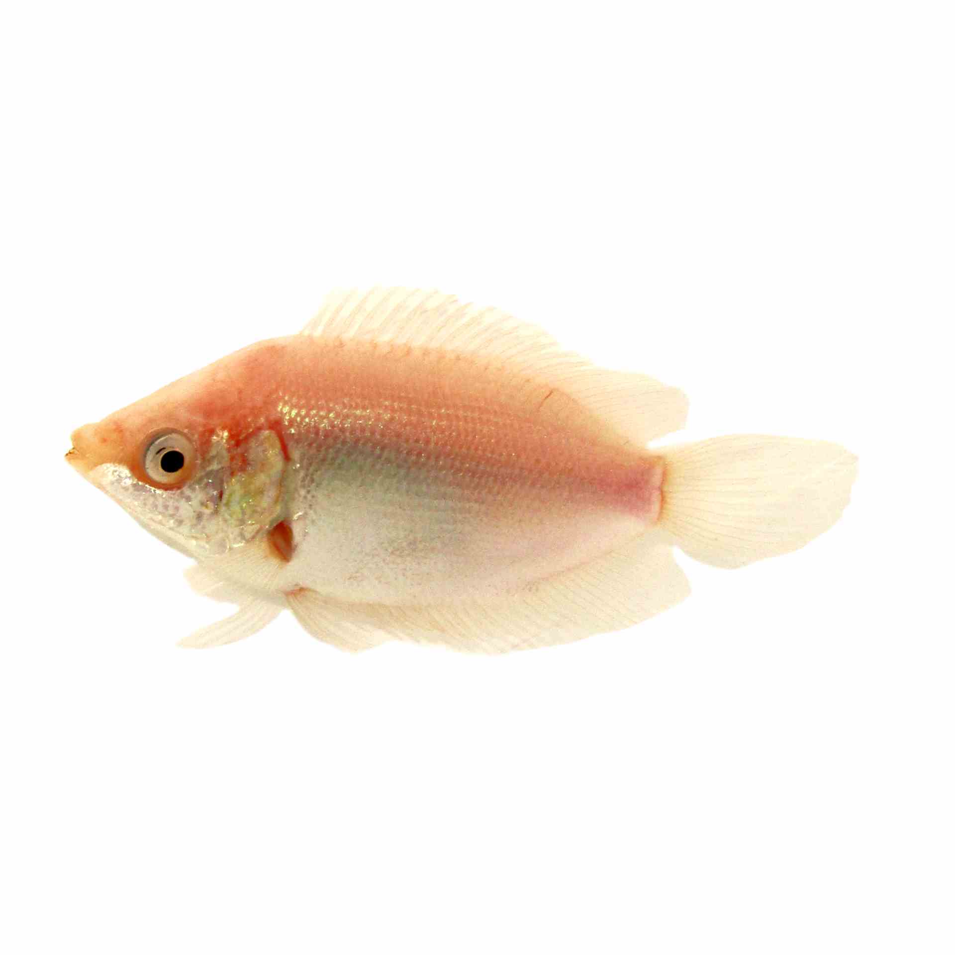 Pink Kissing Gourami (5cm)
