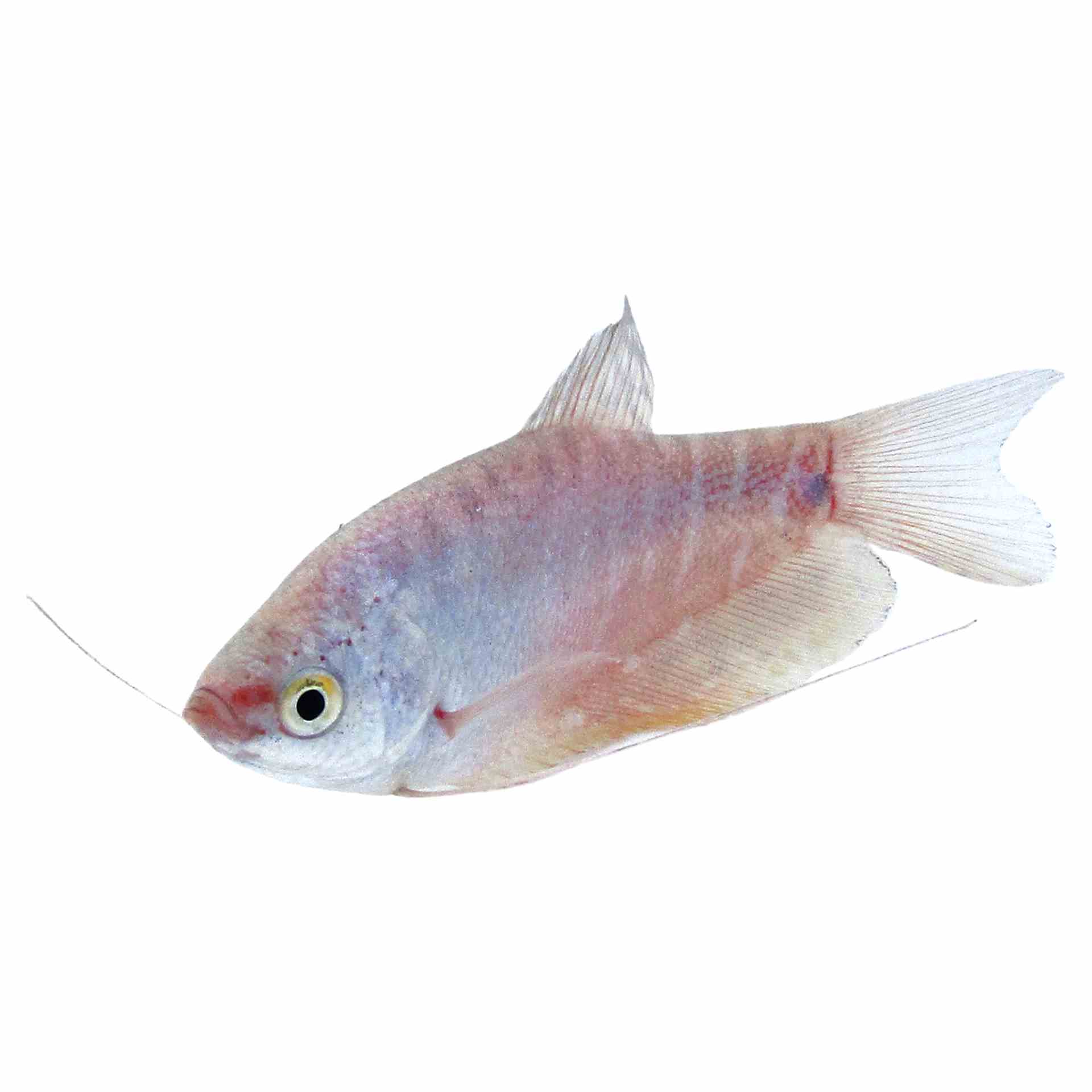 Platinum Gourami (5cm)
